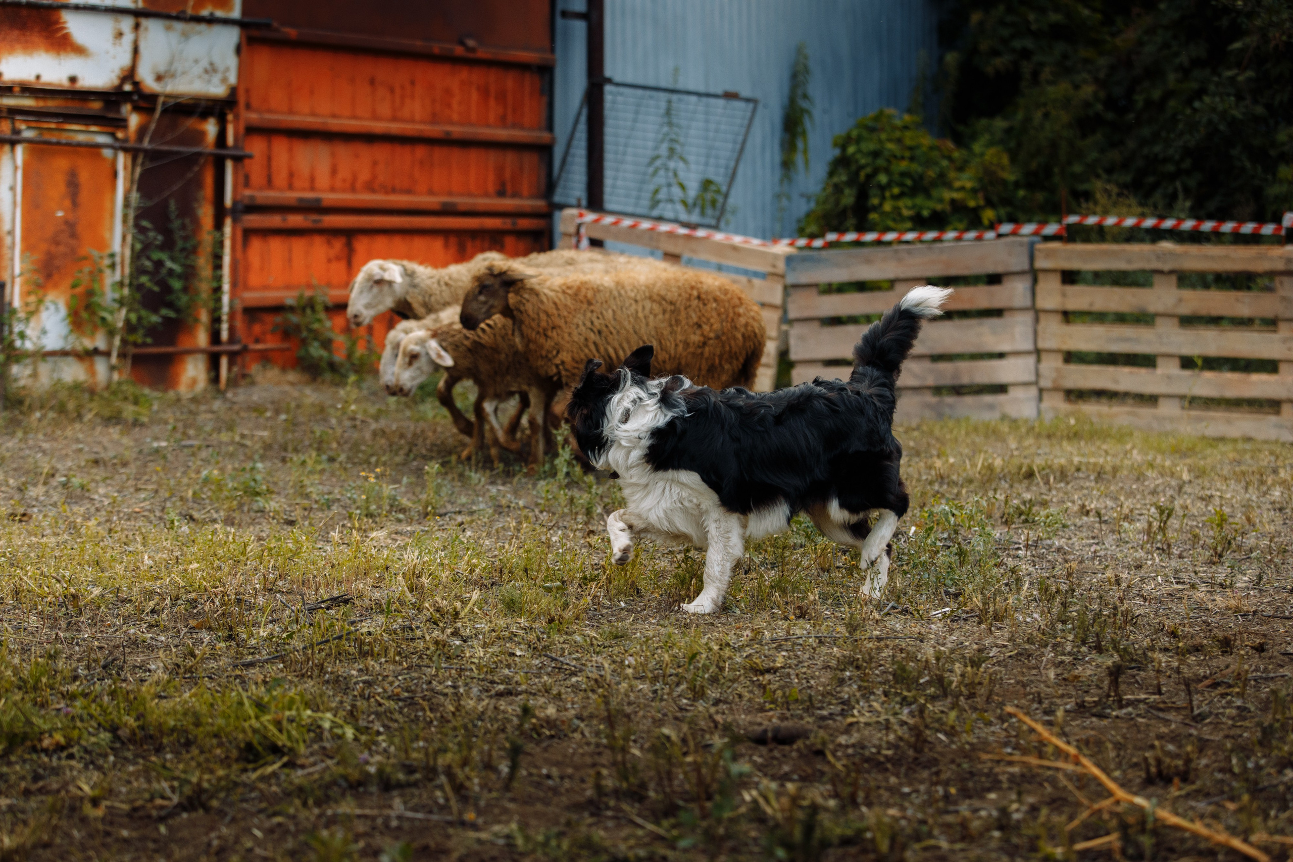 Овечий день. О нас