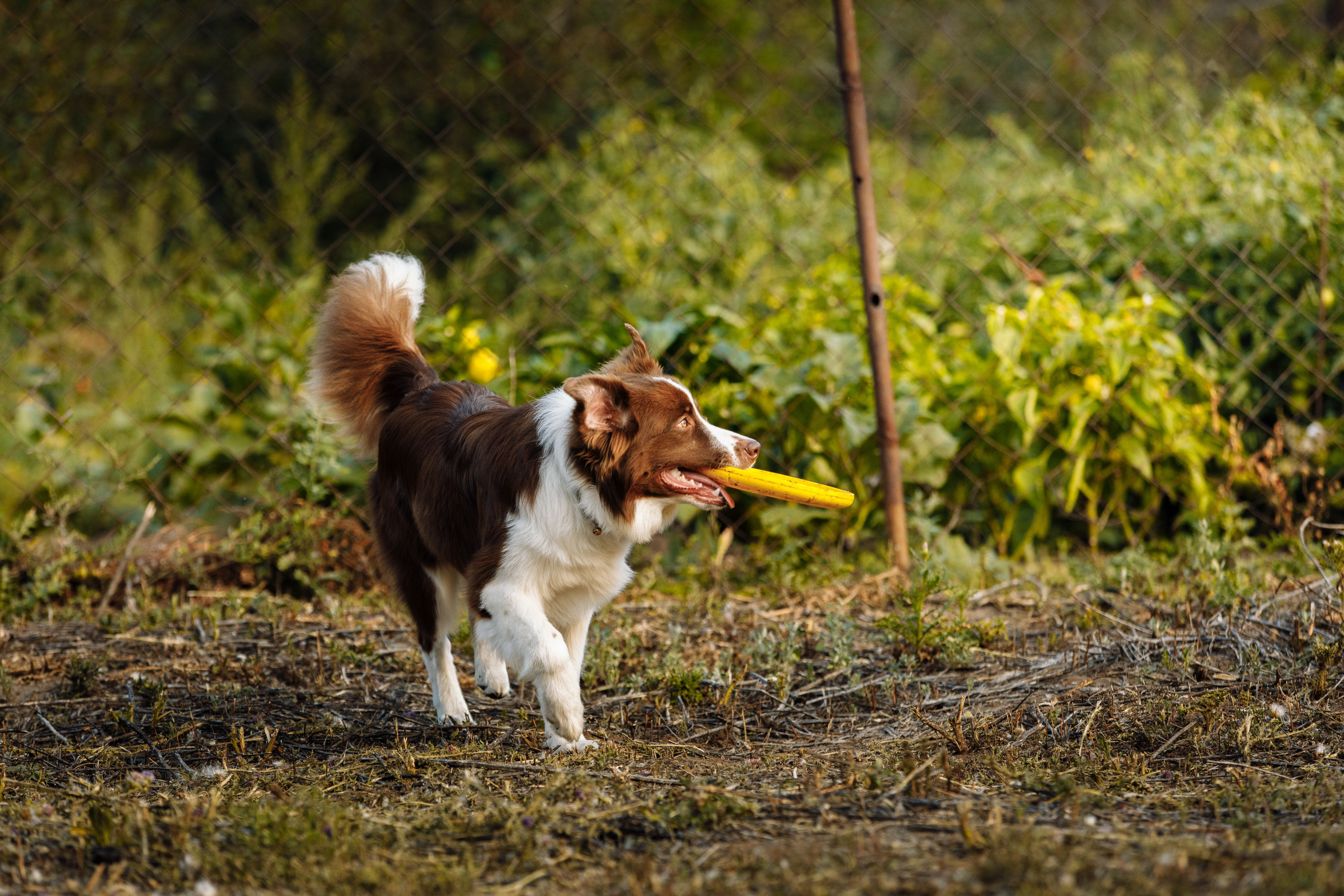 Овечий день. О нас
