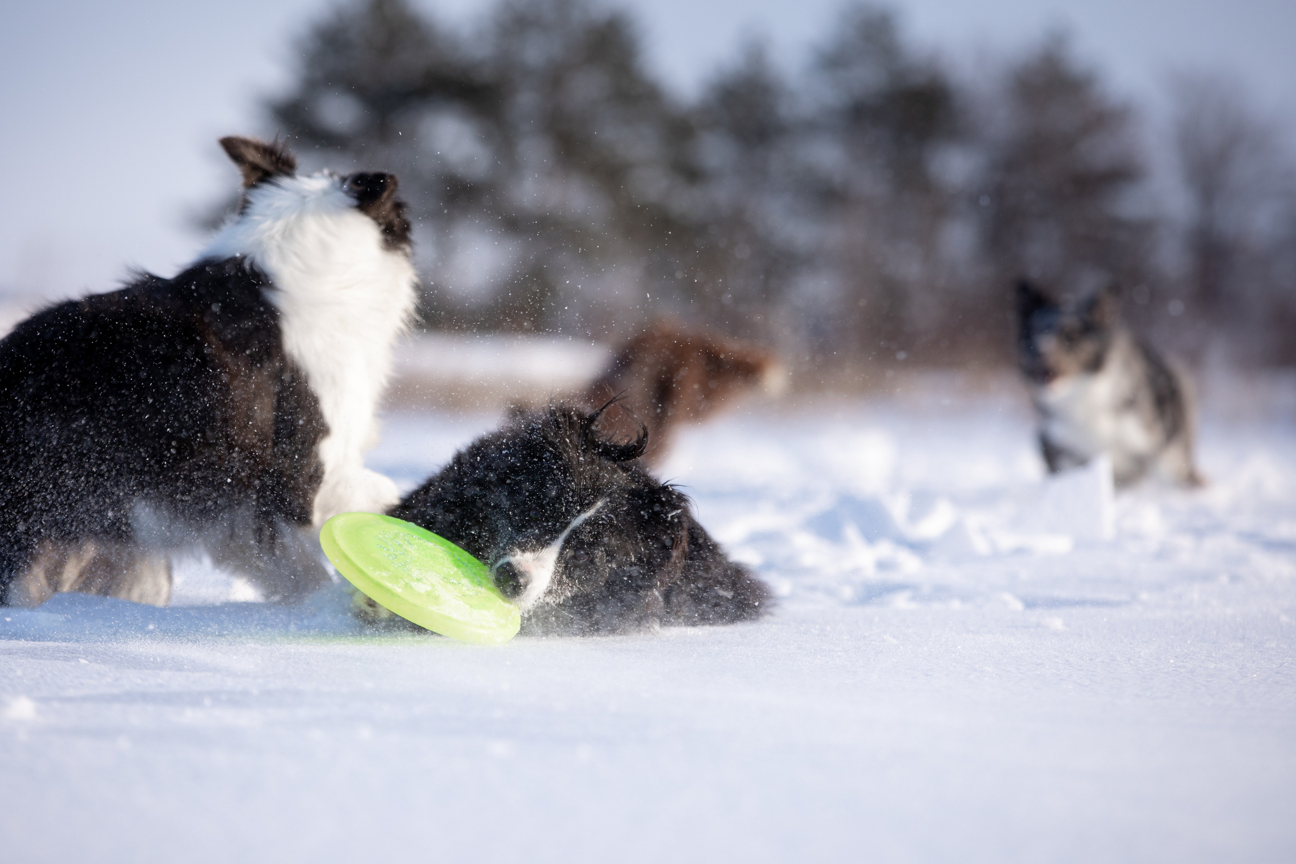 Мороз и солнце. О нас