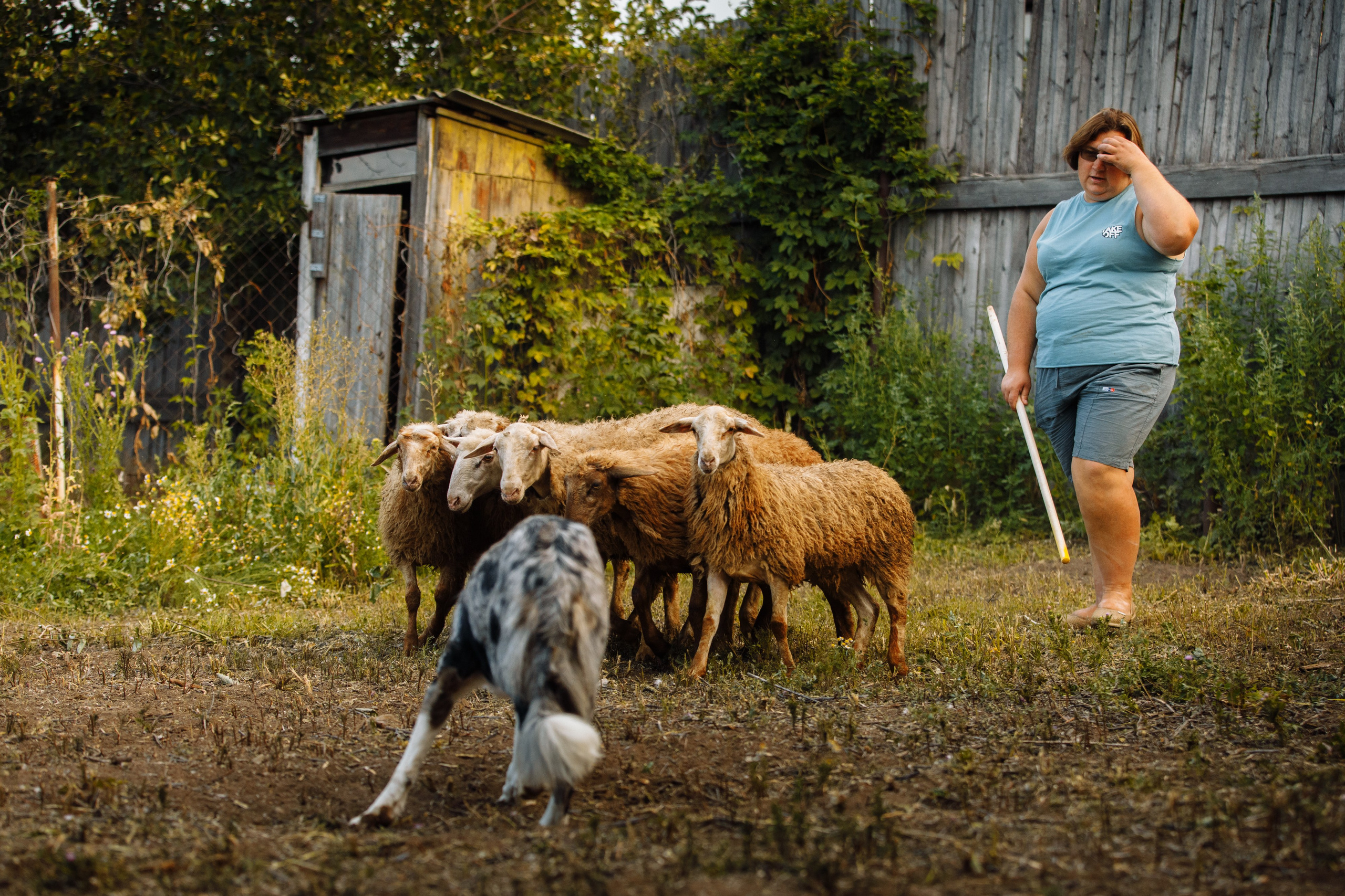 Овечий день. О нас