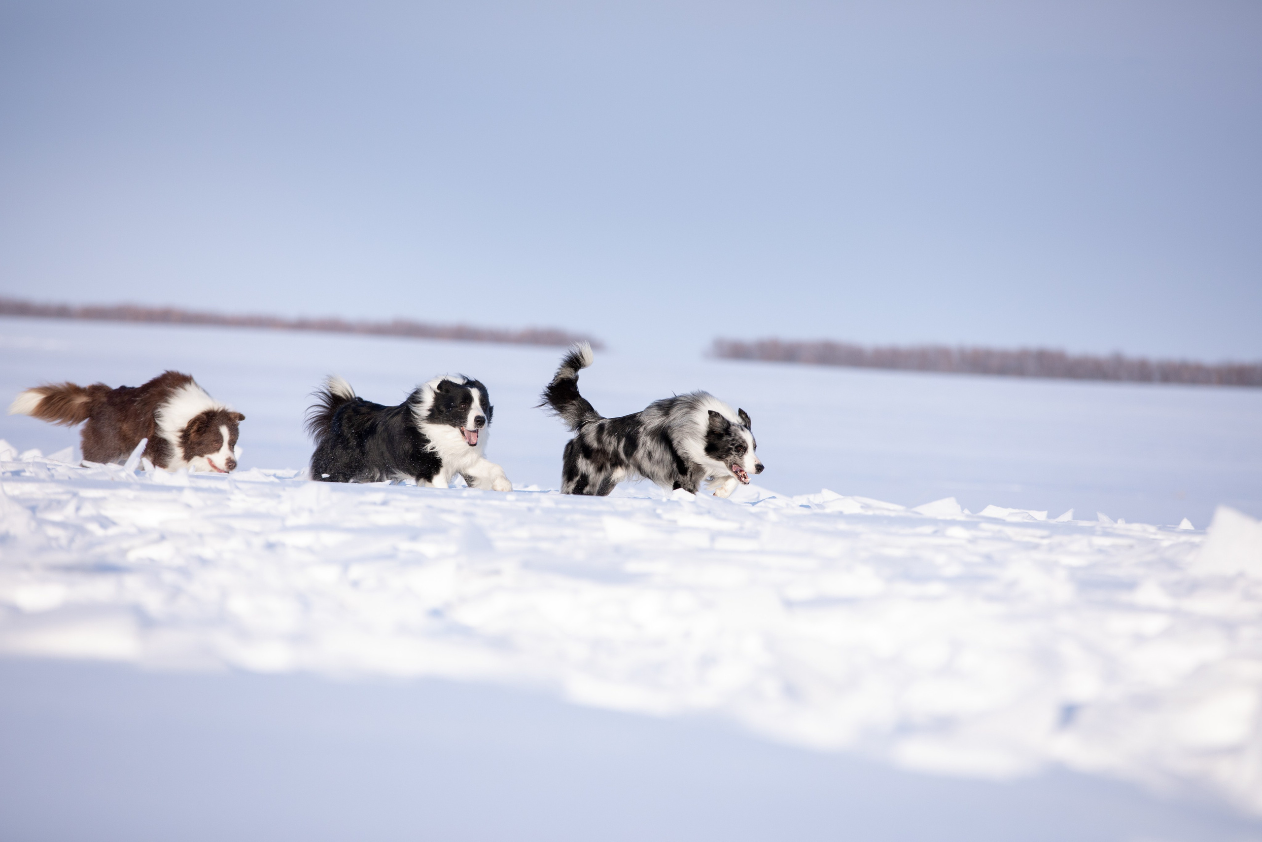 Мороз и солнце. О нас