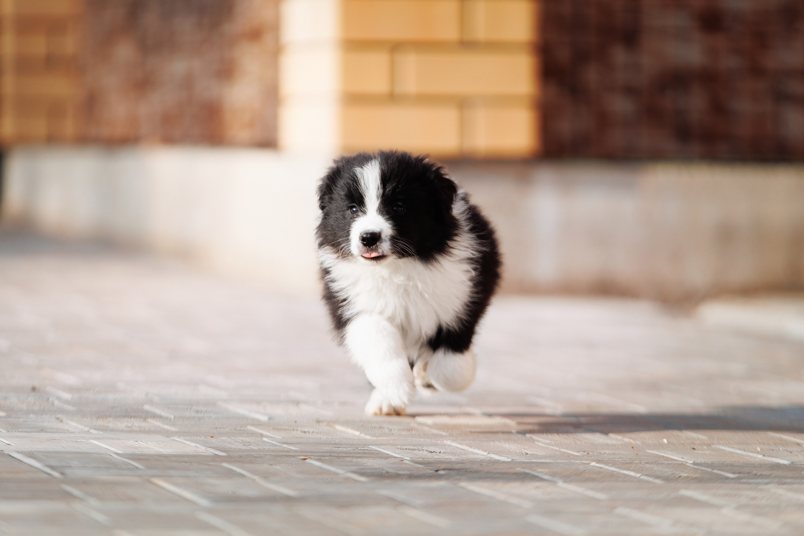 Пушистое. О нас