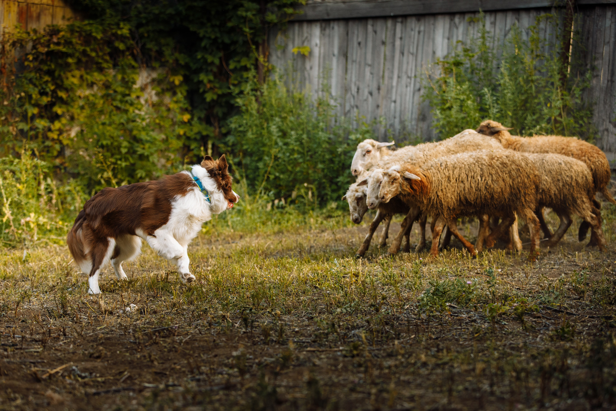 Овечий день. О нас
