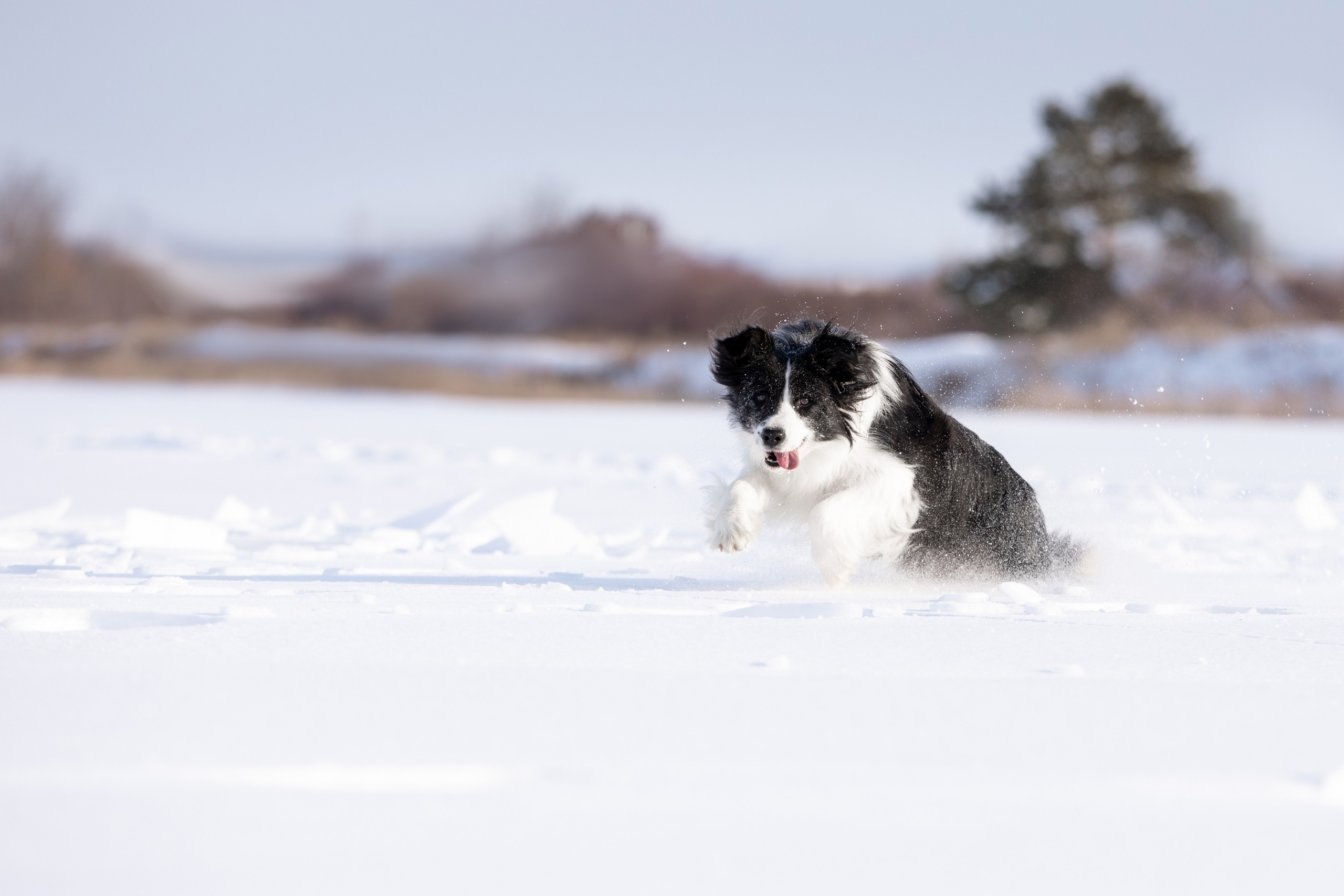 Мороз и солнце. О нас