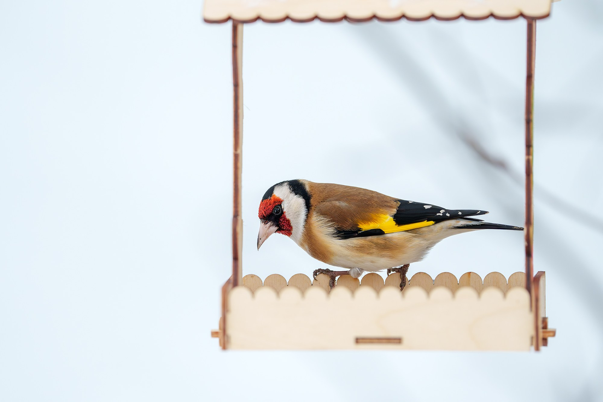 Удивительные мир птиц. Вокруг нас столько прекрасного — присмотритесь!. Ваш личный фотограф Марина Волкова