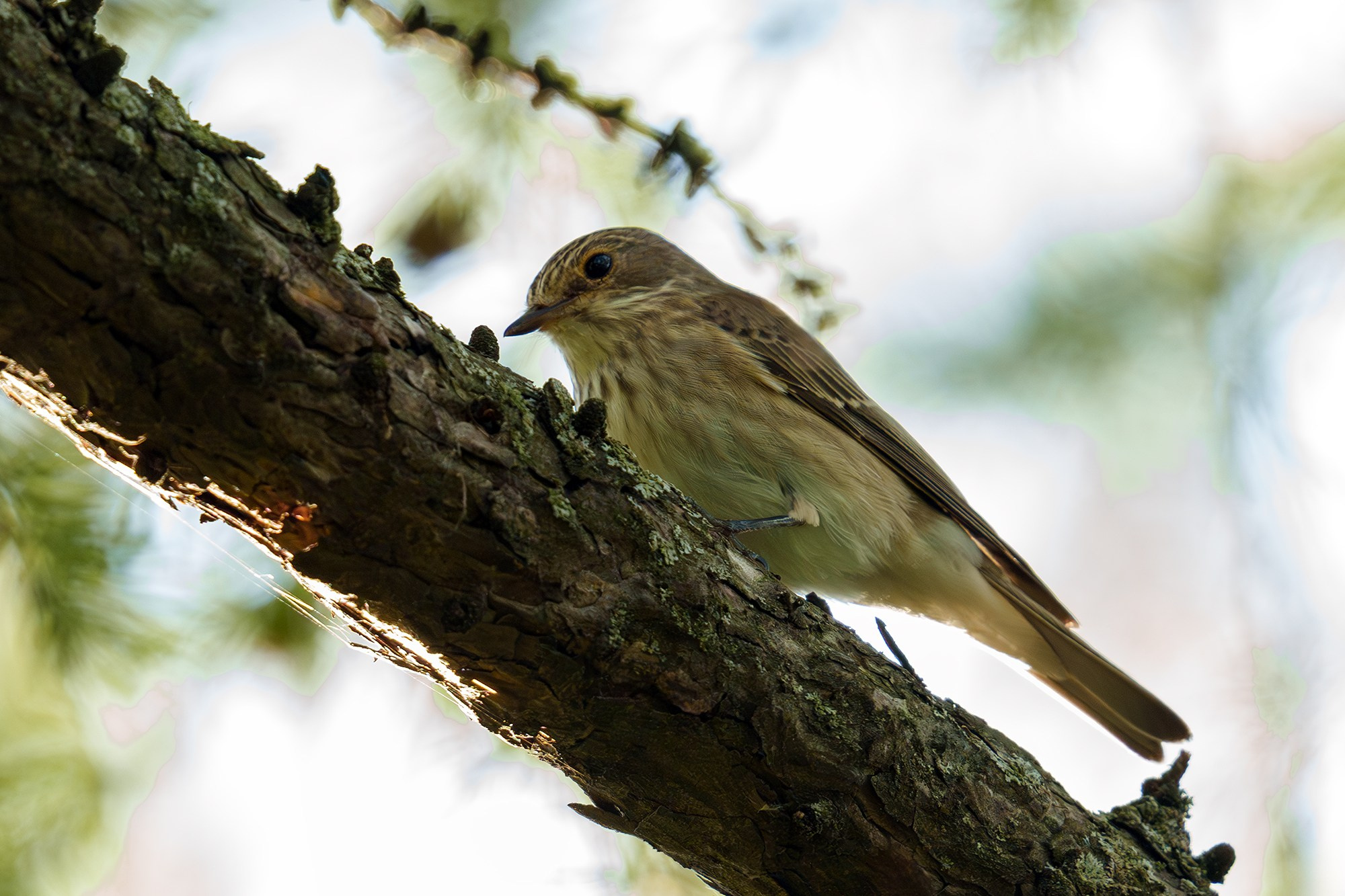 Удивительные мир птиц. Вокруг нас столько прекрасного — присмотритесь!. Ваш личный фотограф Марина Волкова
