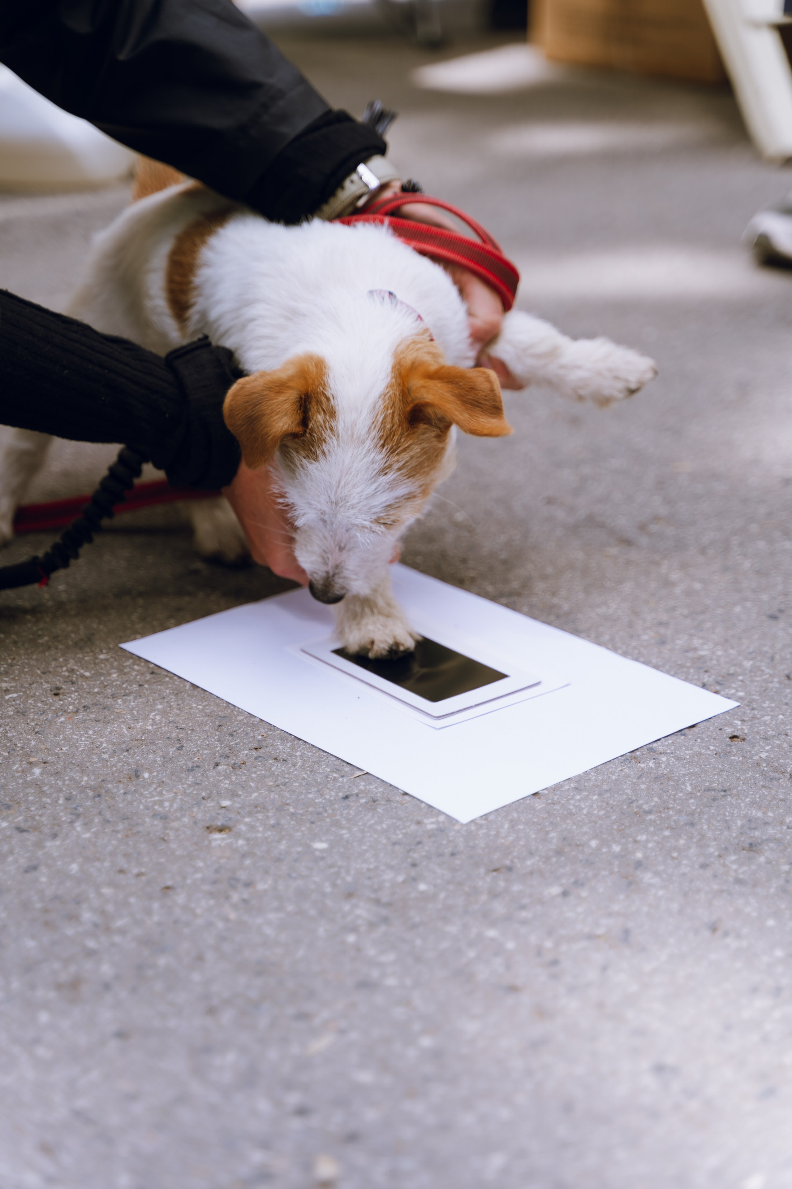 Площадка фестиваля «Мампус и его друзья» в Лесопарке 2025. Фотограф Надежда Погребняк | Рязань | Москва