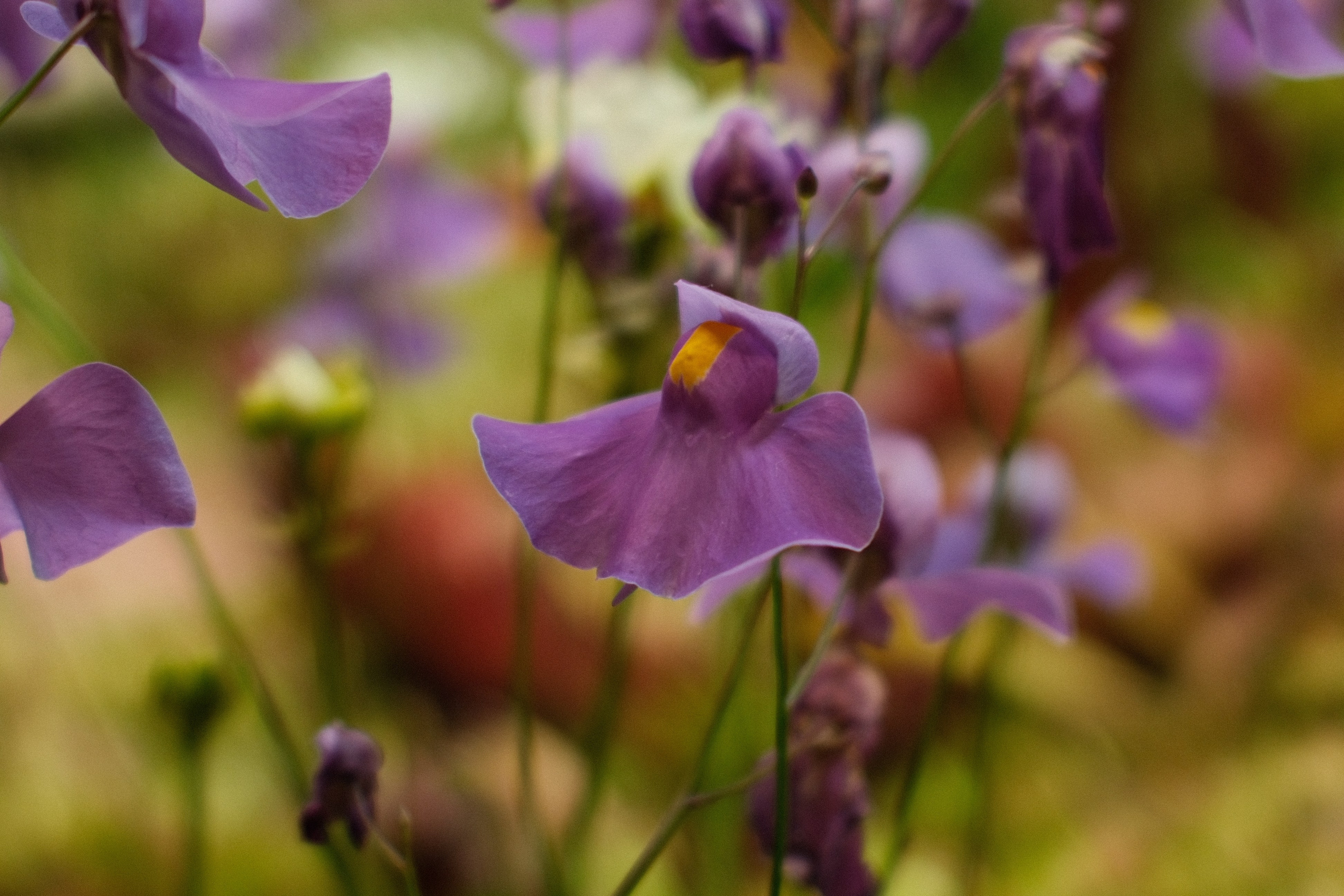 Аптекарский огород. Профессиональный фотограф в Москве Захар Ишутин