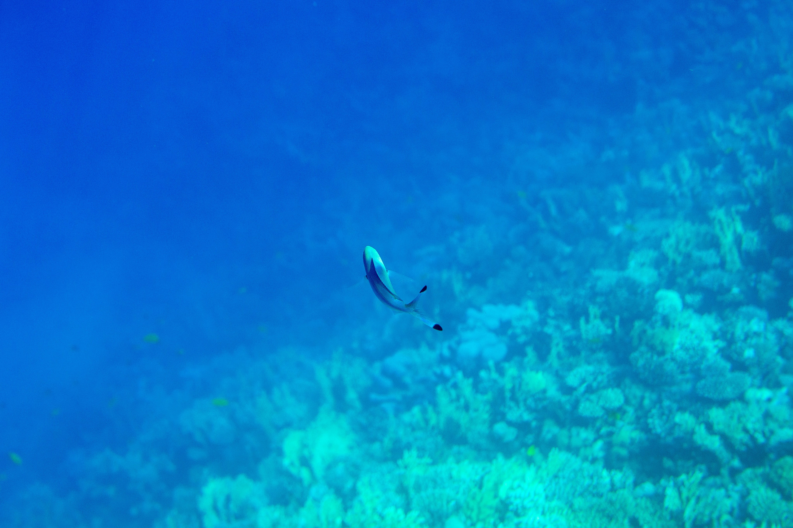 Море. Фотограф в Санкт-Петербурге Ибрагимова Алина