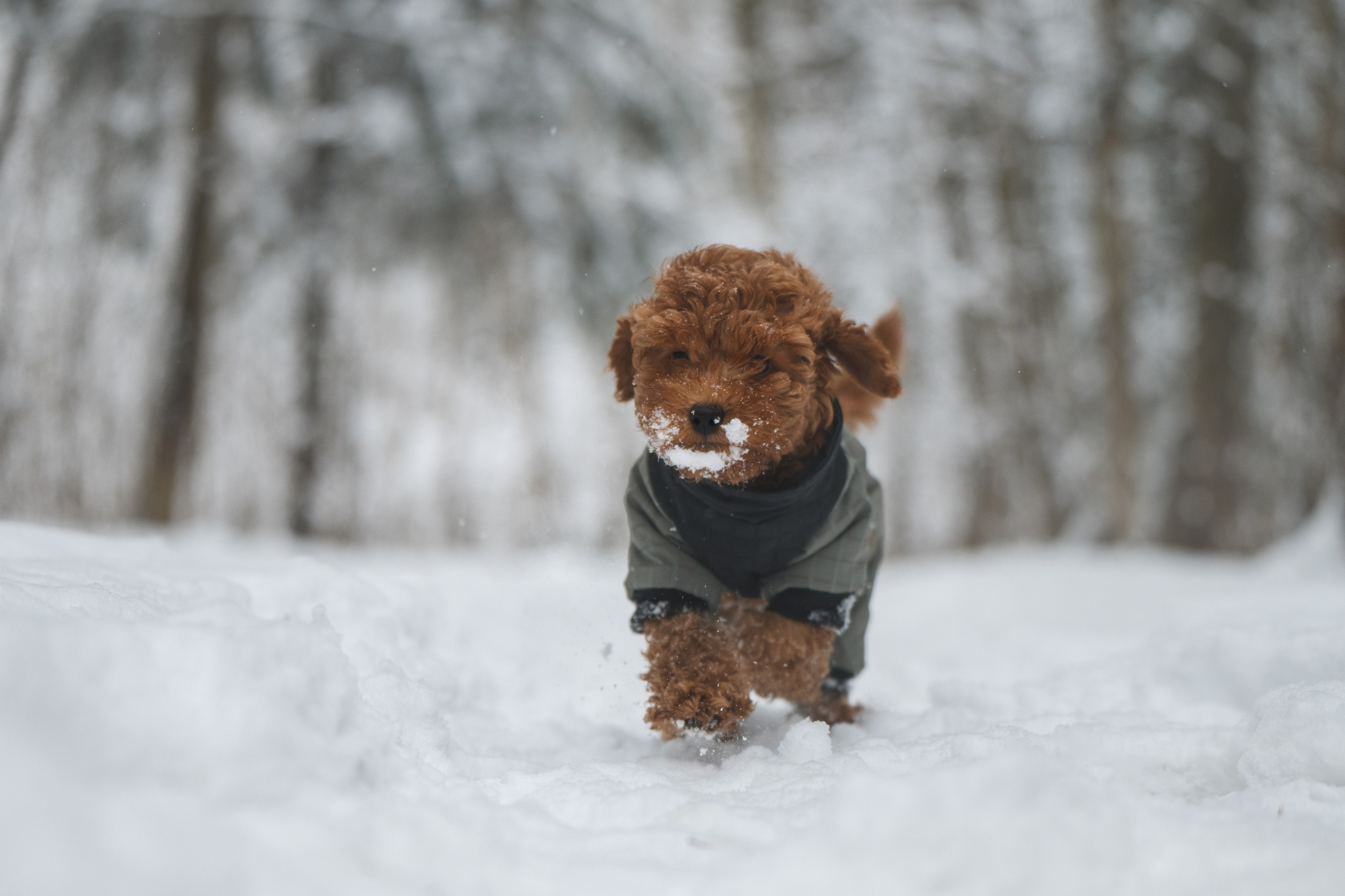 Щенок пуделя. Фотограф Анималист в Москве Анастасия Жучкова