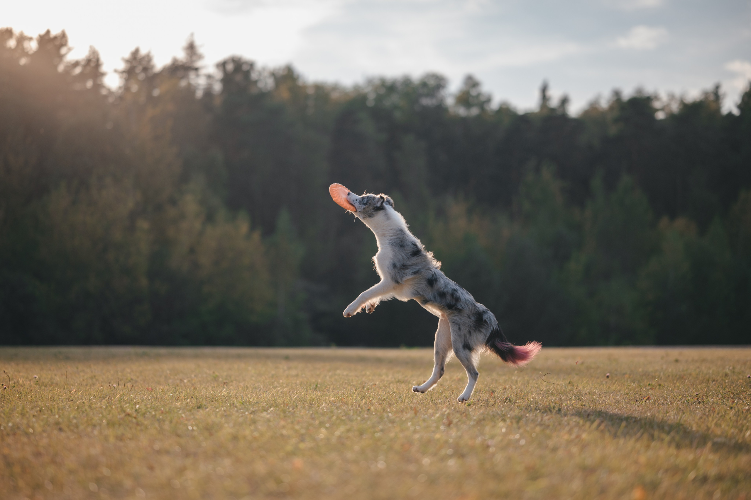 Бордерколли и фрисби. Фотограф Анималист в Москве Анастасия Жучкова