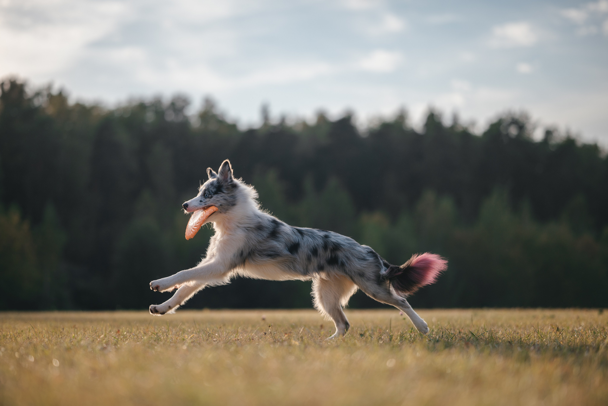 Бордерколли и фрисби. Фотограф Анималист в Москве Анастасия Жучкова