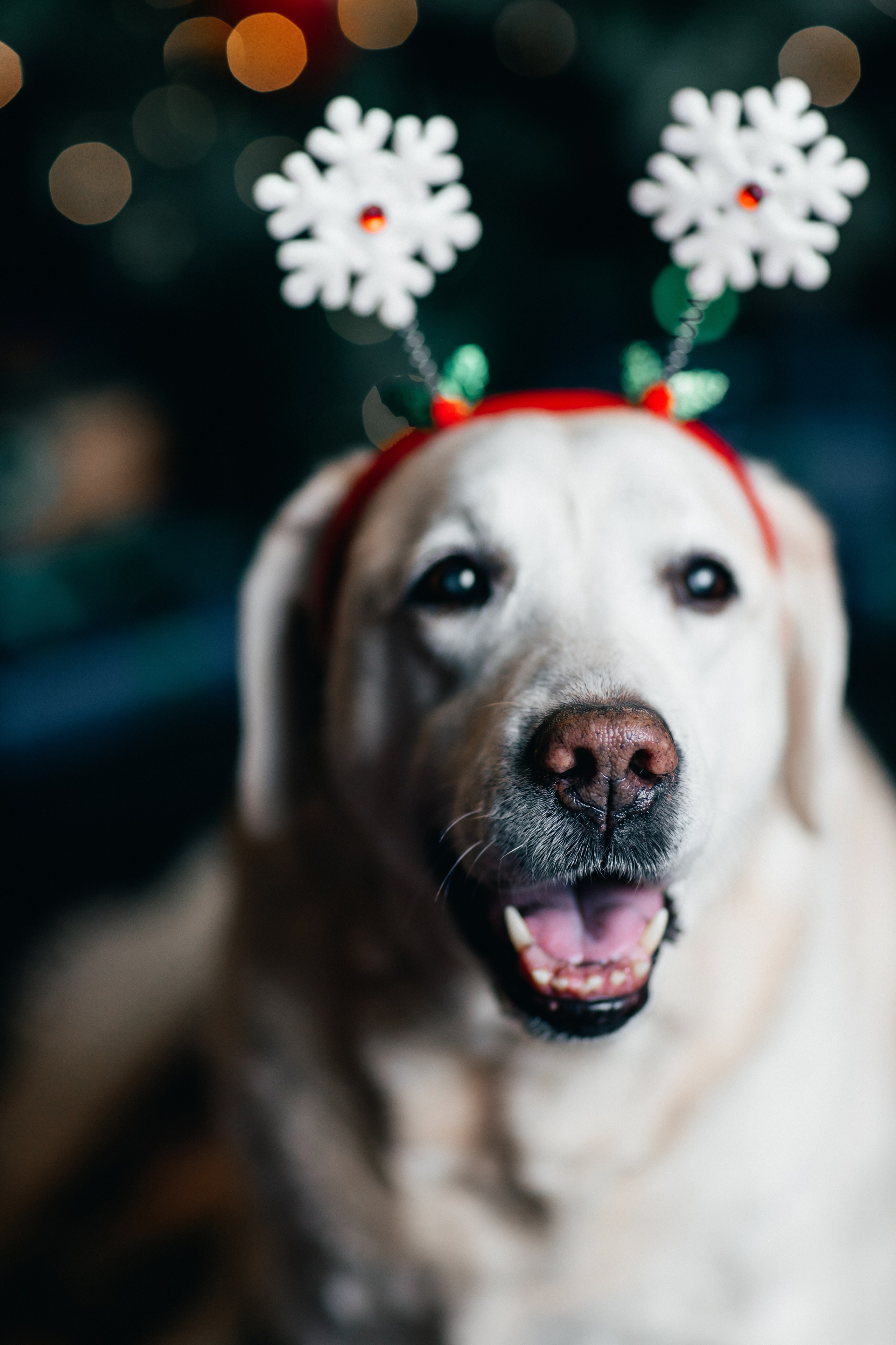 Новогодние фотопроекты. Свадебный и семейный фотограф в Нижнем Новгороде и Москве Сергей Полян