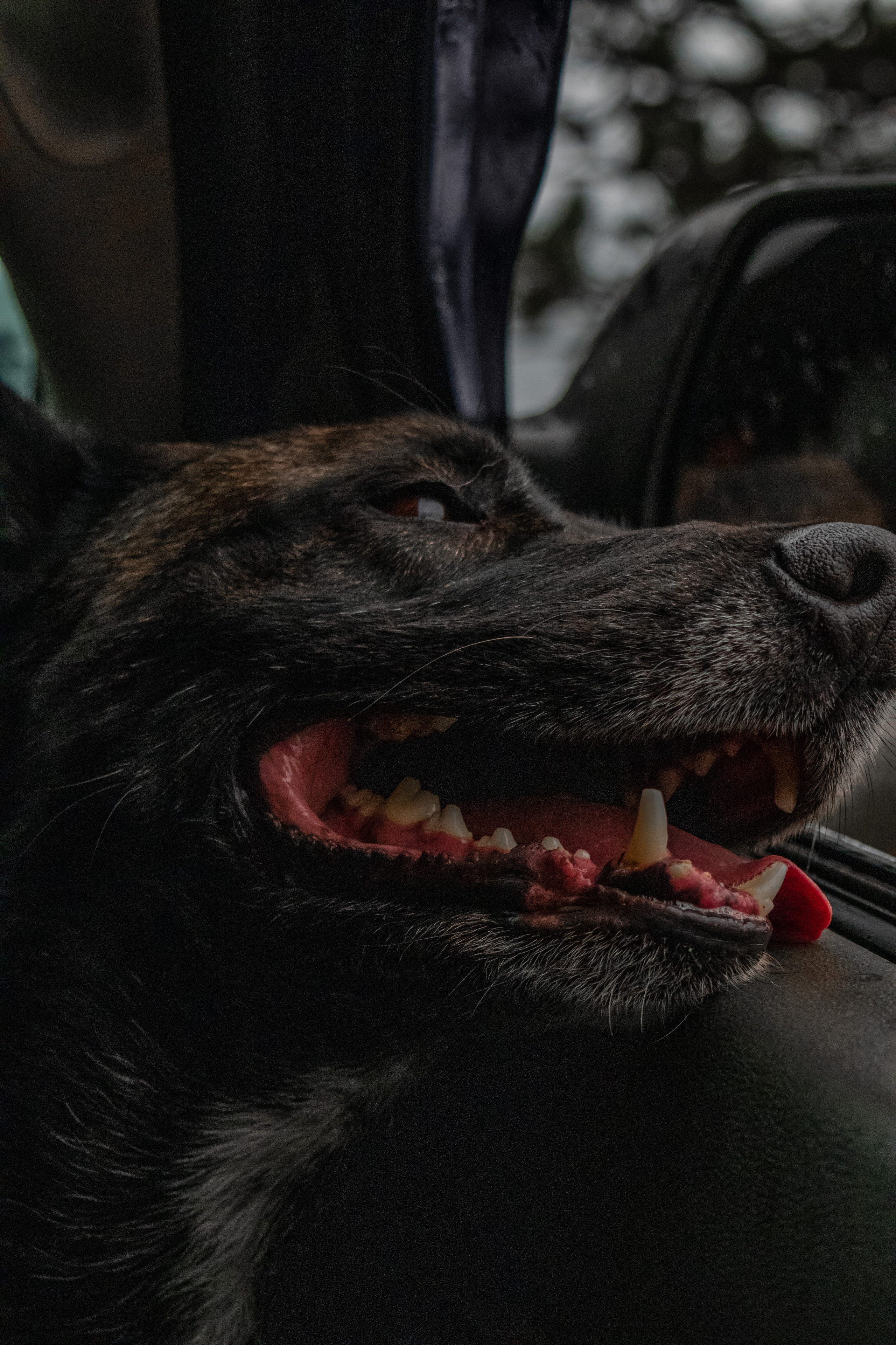Photoshoot with a dog in Montenegro. Portrait photographer in Tivat Montenegro Katerina Kirsanova