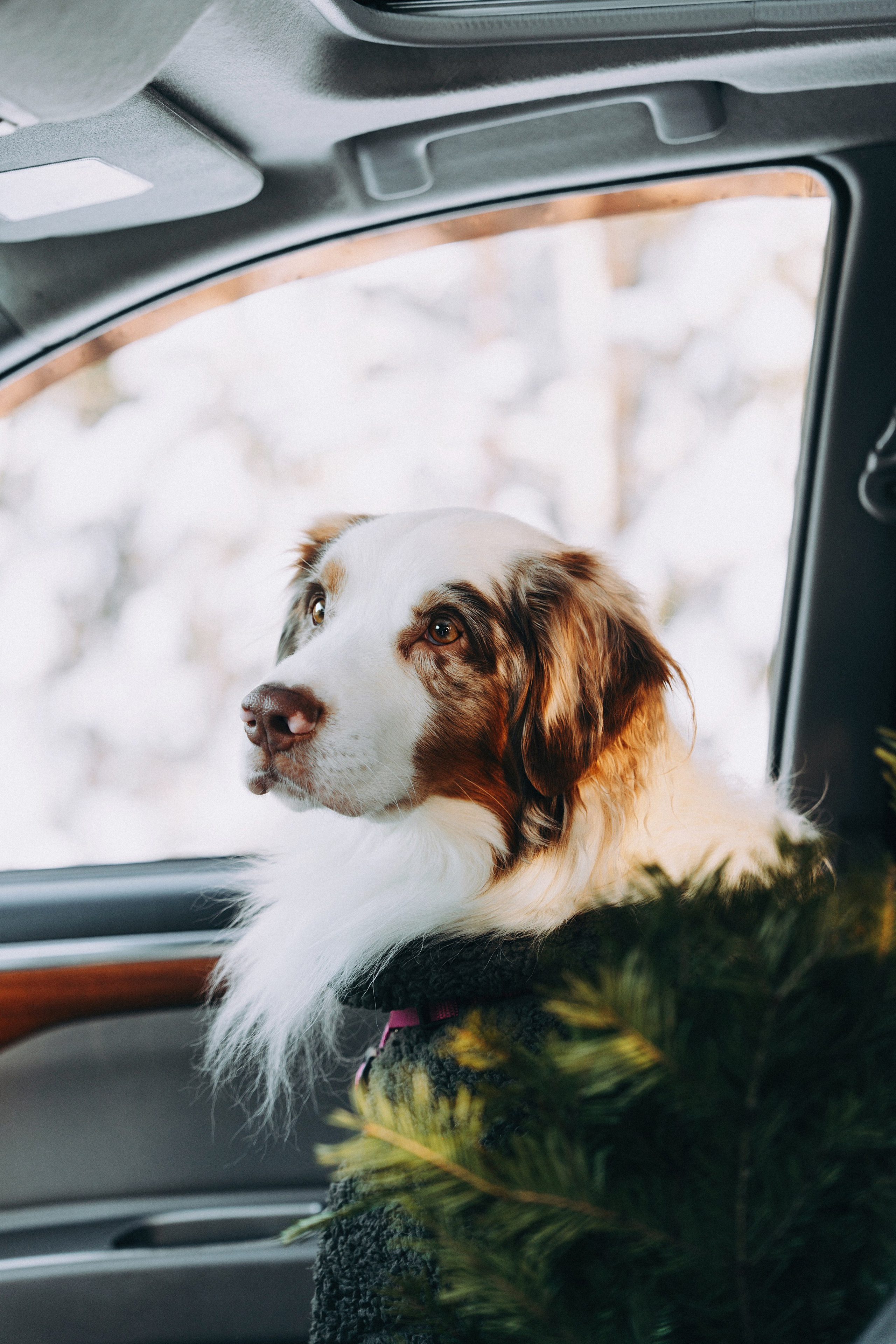 Хвостики. Главная