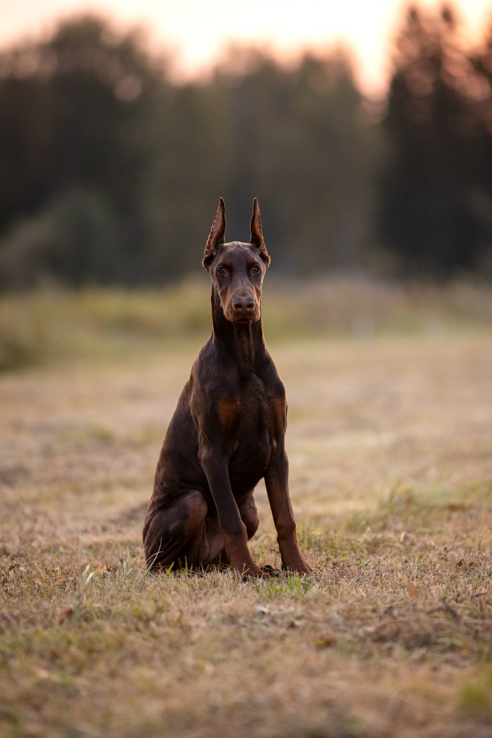 Съёмки с собаками. ESHE_PHOTO Фотограф анималист в Москве и Московской области