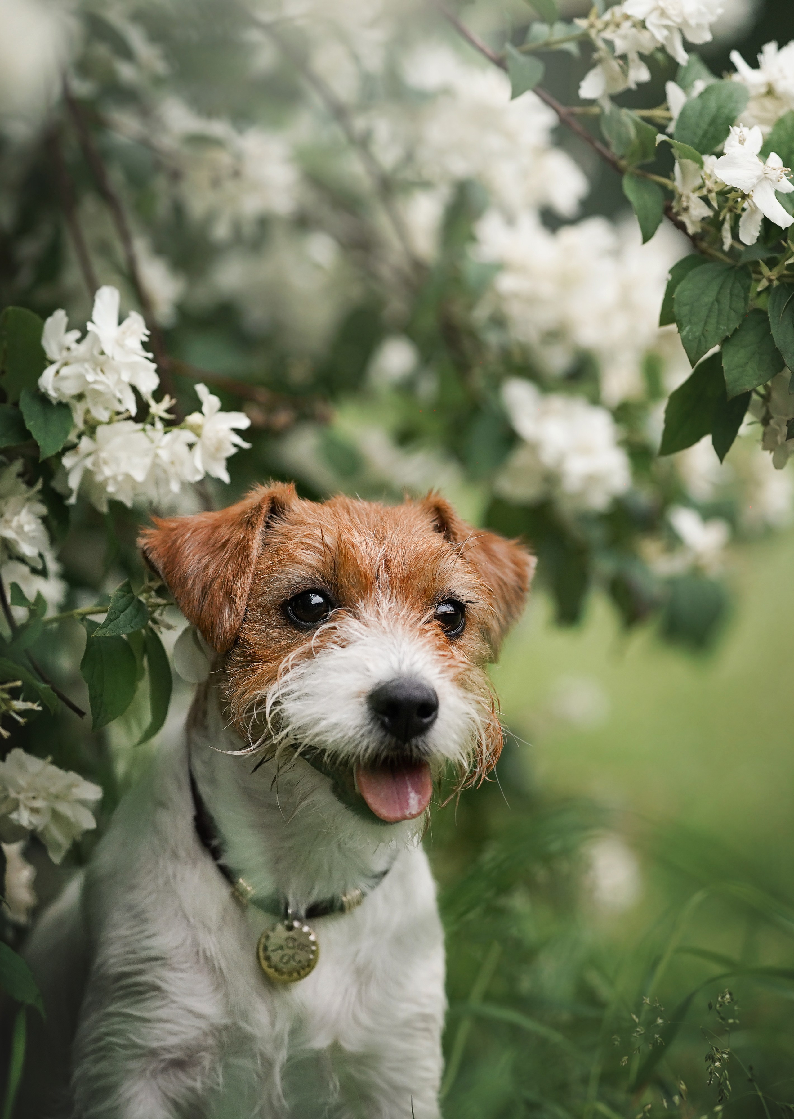Люба и Тося. Фотограф-анималист в Санкт-Петербурге Яна Мартынова