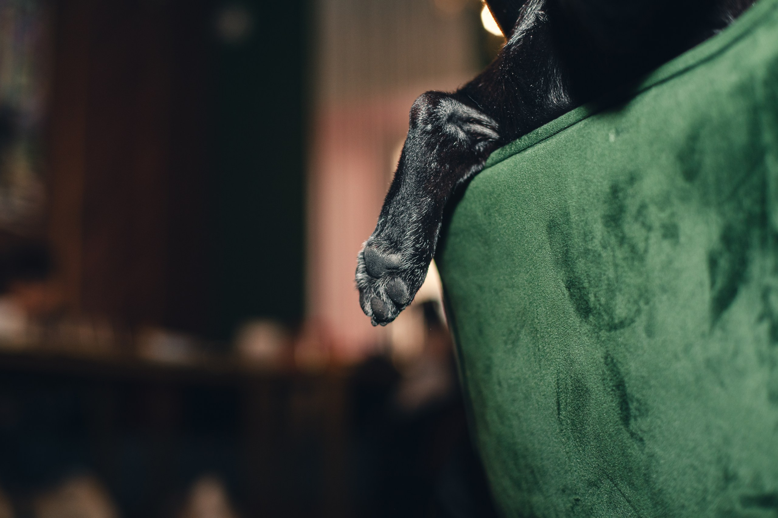 Мопсовстреча 02.12.2023. Фотограф-анималист Татьяна Степанова