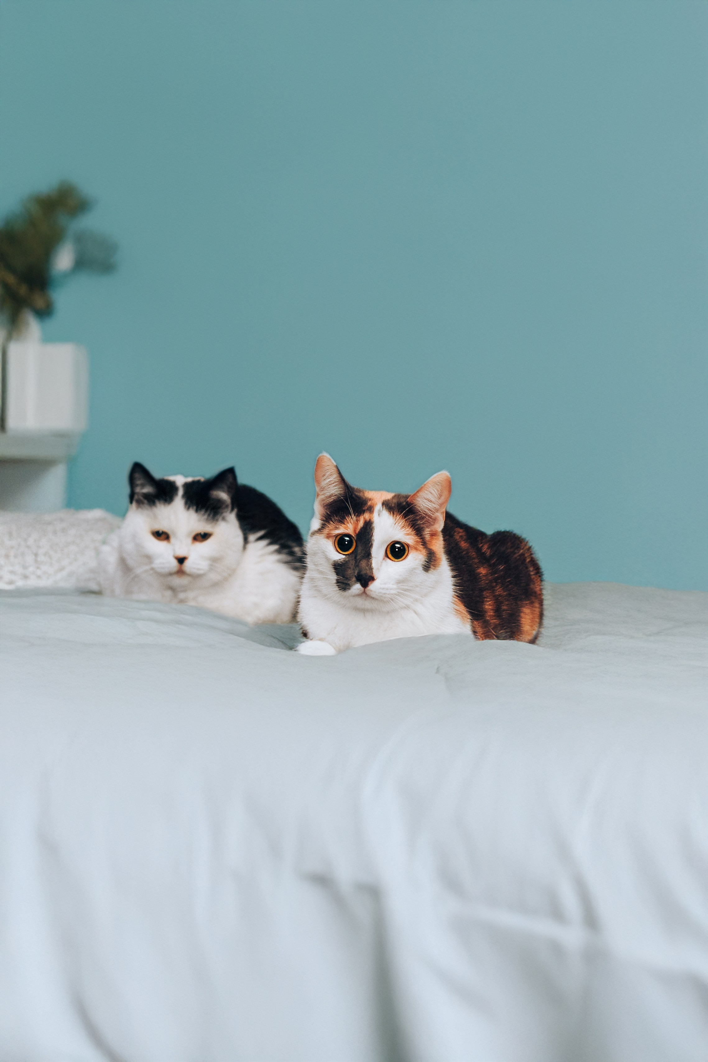 Кошки в поиске дома 2025. Фотограф-анималист Татьяна Степанова