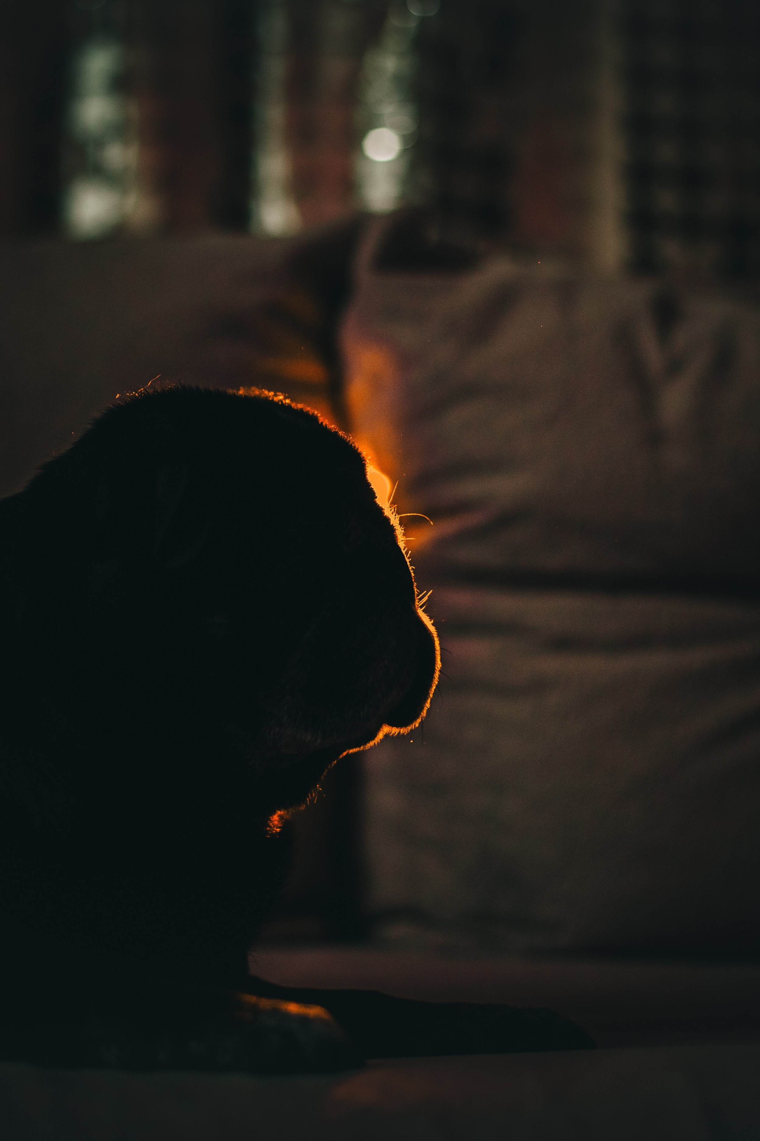 Оля, Харви, Луис. Фотограф-анималист Татьяна Степанова