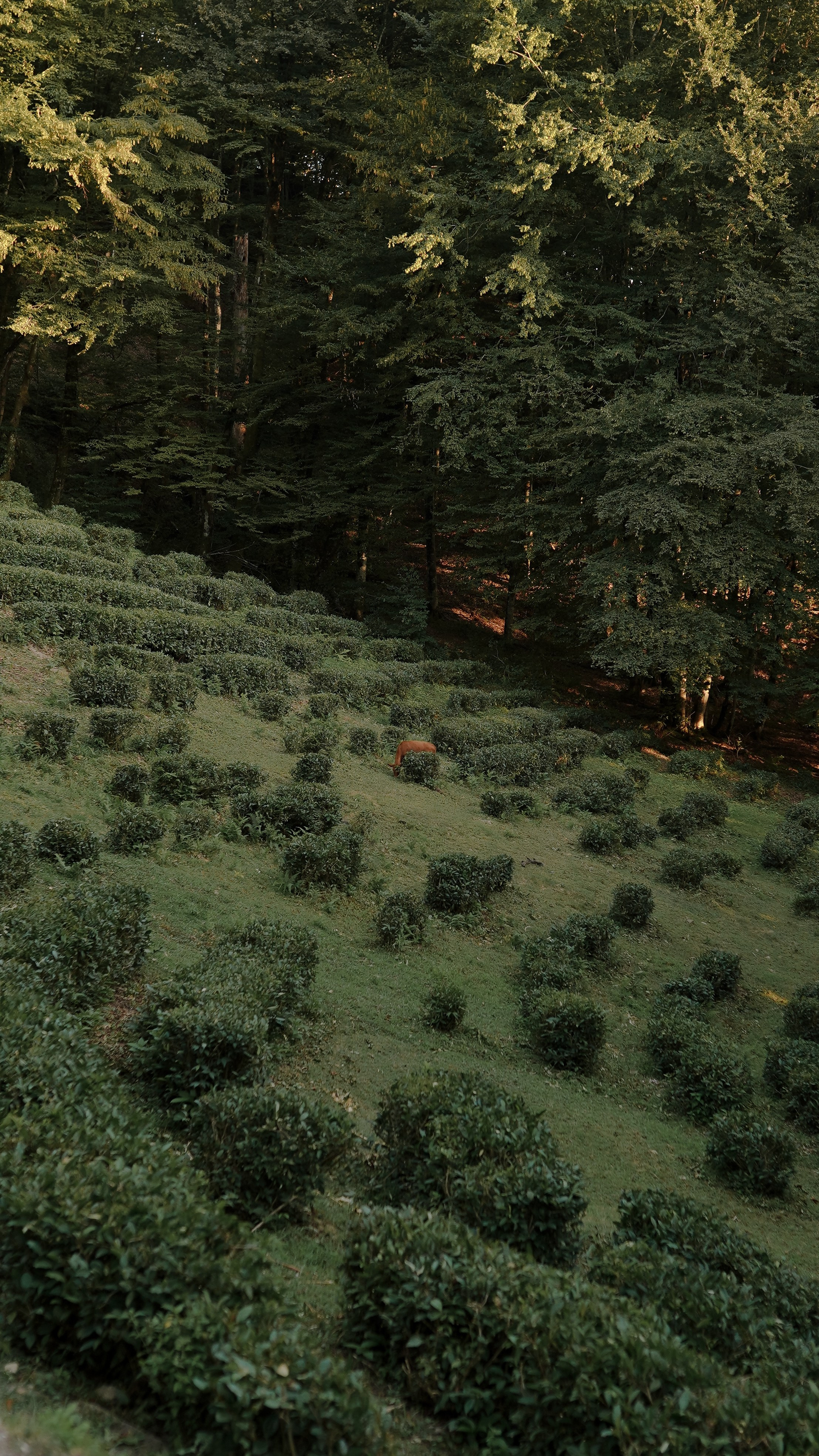 Чайные плантации. Милана Довгаль - семейный фотограф и видеограф  в Адлере и Сочи