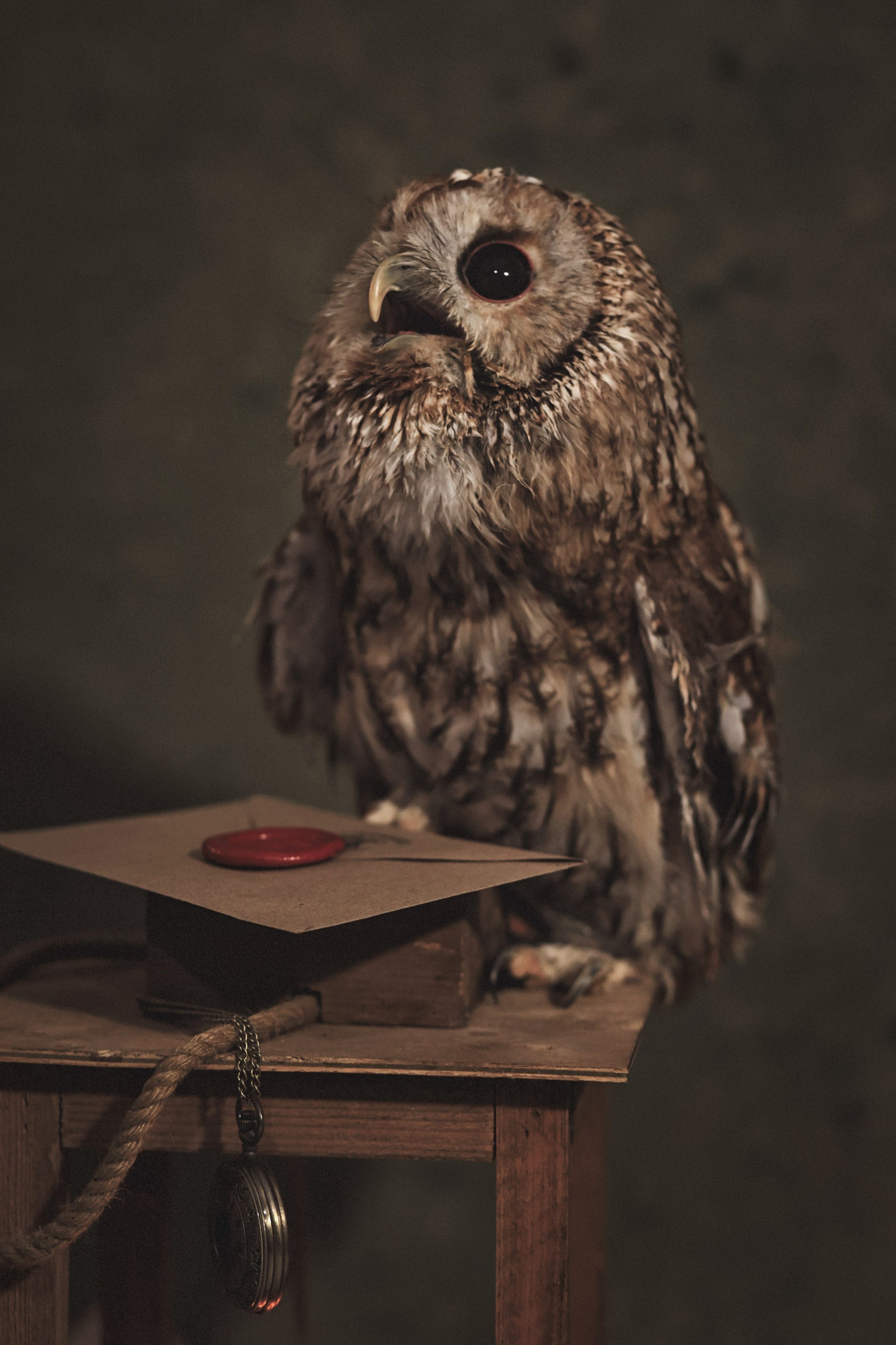 Фотосессия животных в Ижевских, фотограф животных. Детский, семейный фотограф в Ижевске и Москве Аксинья Лысенкова ADEN