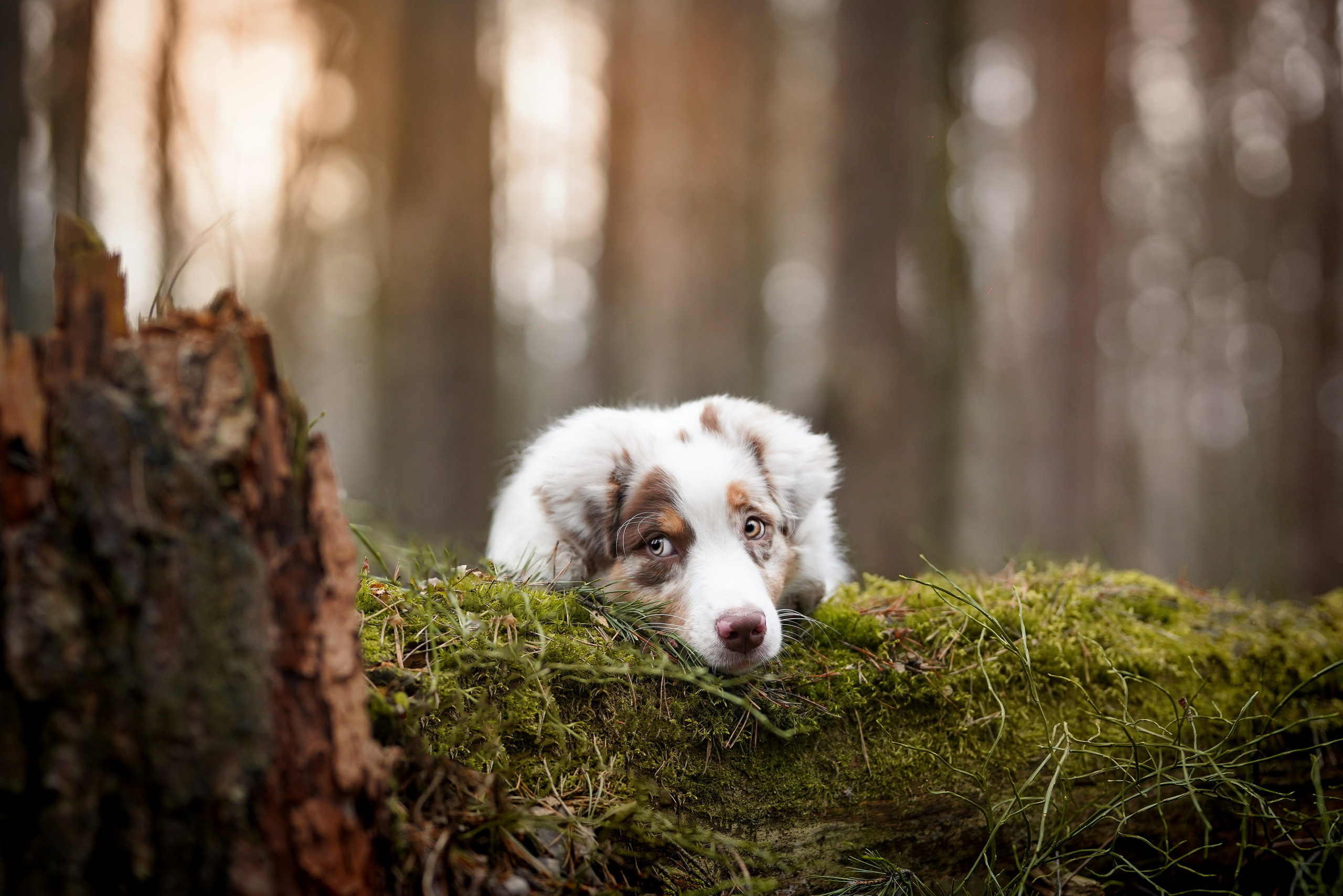 Панда и Эста. Фотограф-анималист в Санкт-Петербурге Яна Мартынова