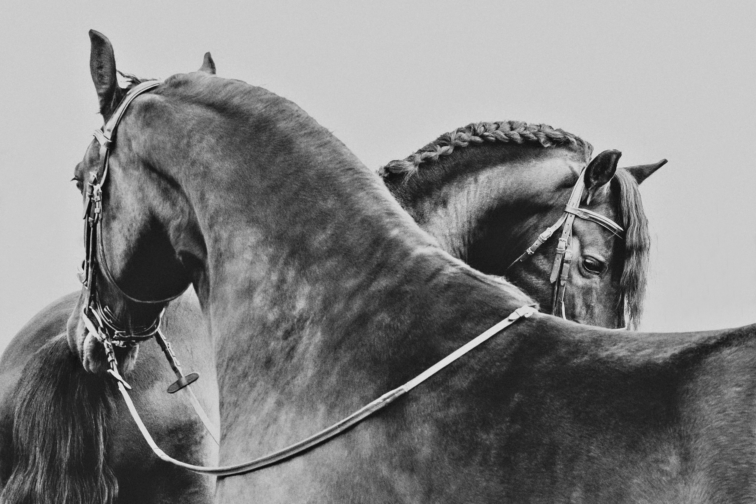 Съёмка лошадей/чб. Конный фотограф в Калининграде Елена Курбатова