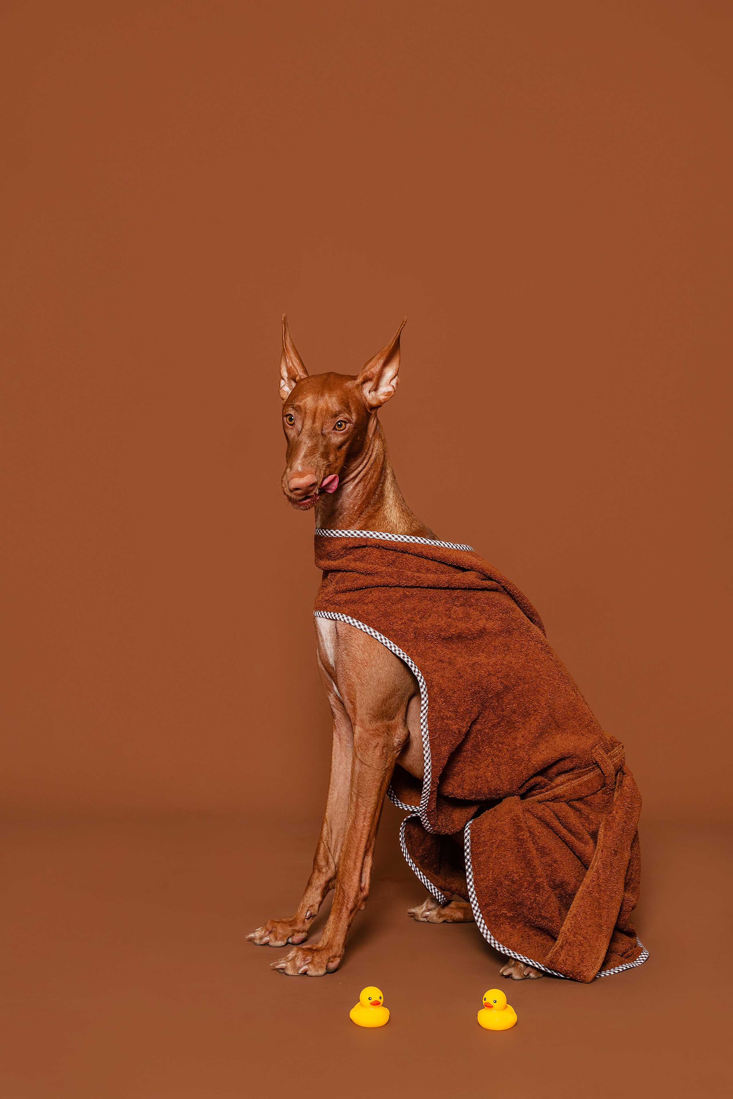 Съемка для бренда TEDDYBOY. Фотограф-анималист Татьяна Степанова