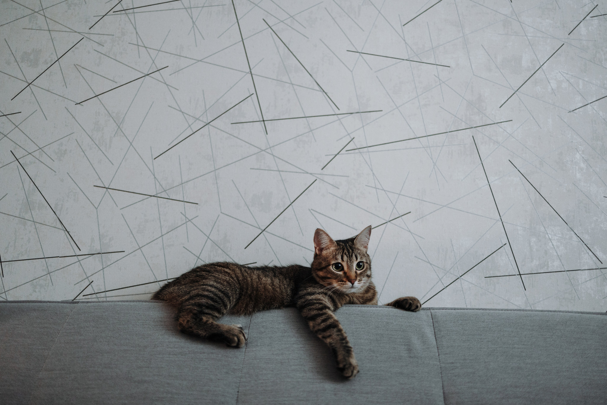 Мася и ее семья. Фотограф — Анималист | Санкт-Петербург