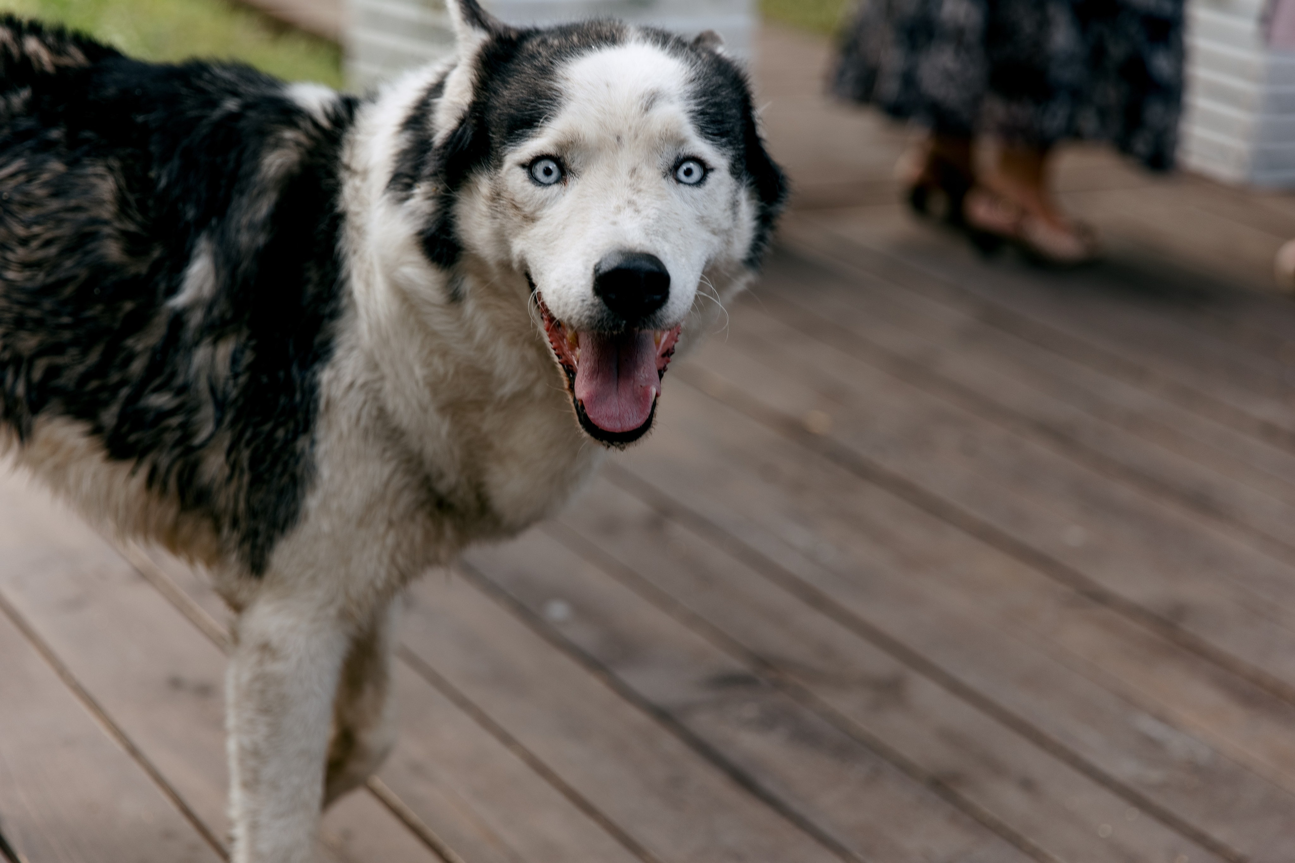 Артём и Саша. Свадебный и семейный фотограф в Туле и области Маша Костина