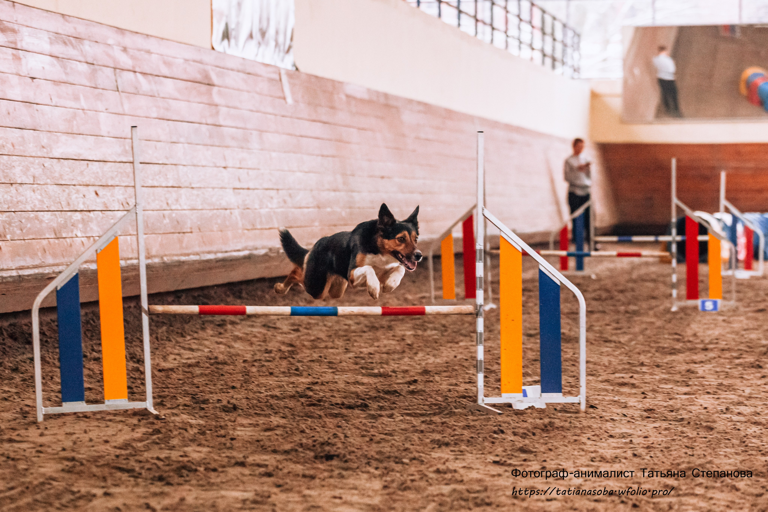 Соревнования по Аджилити 25.02.2024. Фотограф-анималист Татьяна Степанова