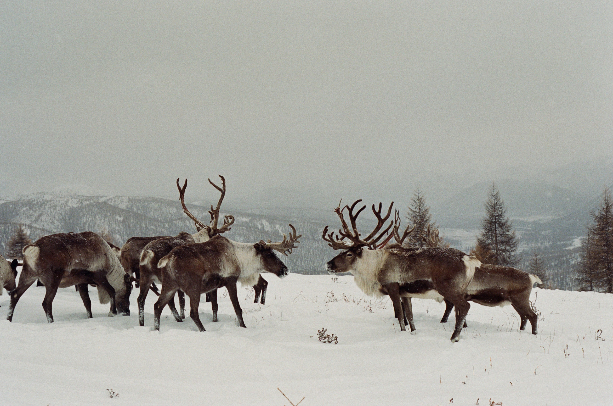 Не забудь накормить озеро. Natalya Madilyan