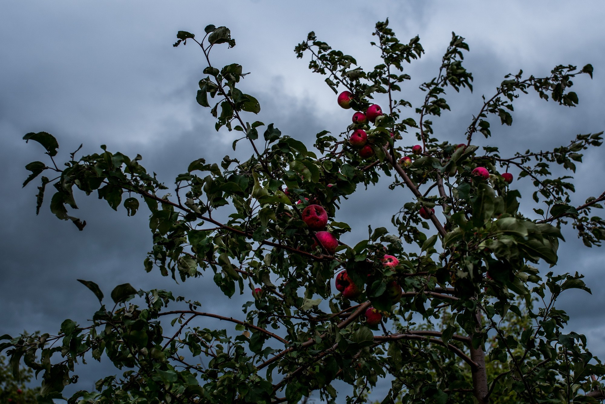 Синдром предков. Наталия Шульгина — визуальный художник, фотограф