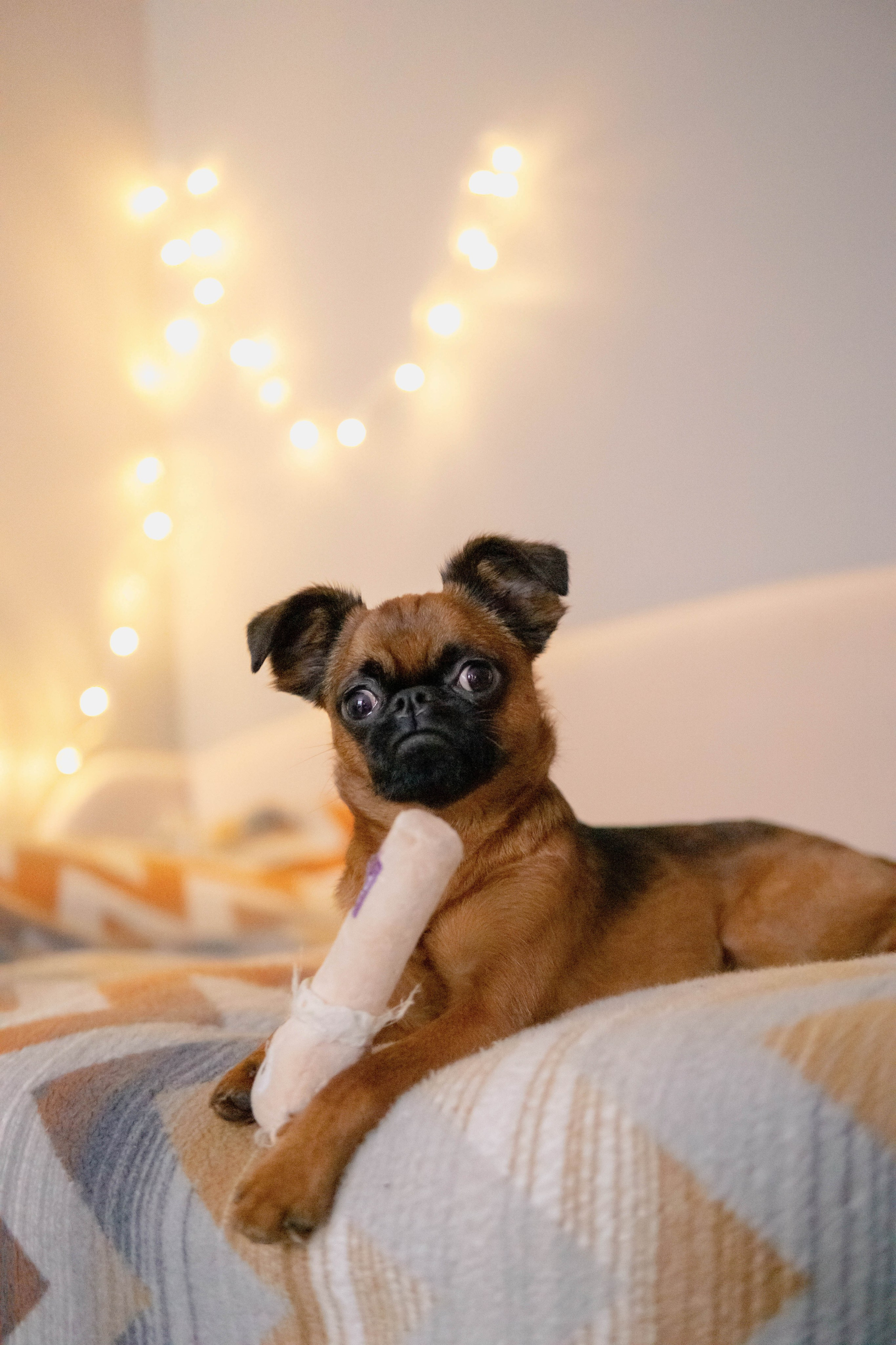 Надя и Ефим. Фотограф-анималист Ксения Воробьева, Москва