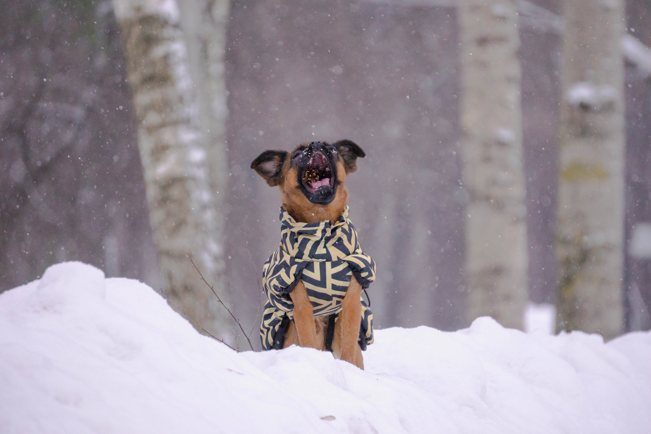 Надя и Ефим. Фотограф-анималист Ксения Воробьева, Москва
