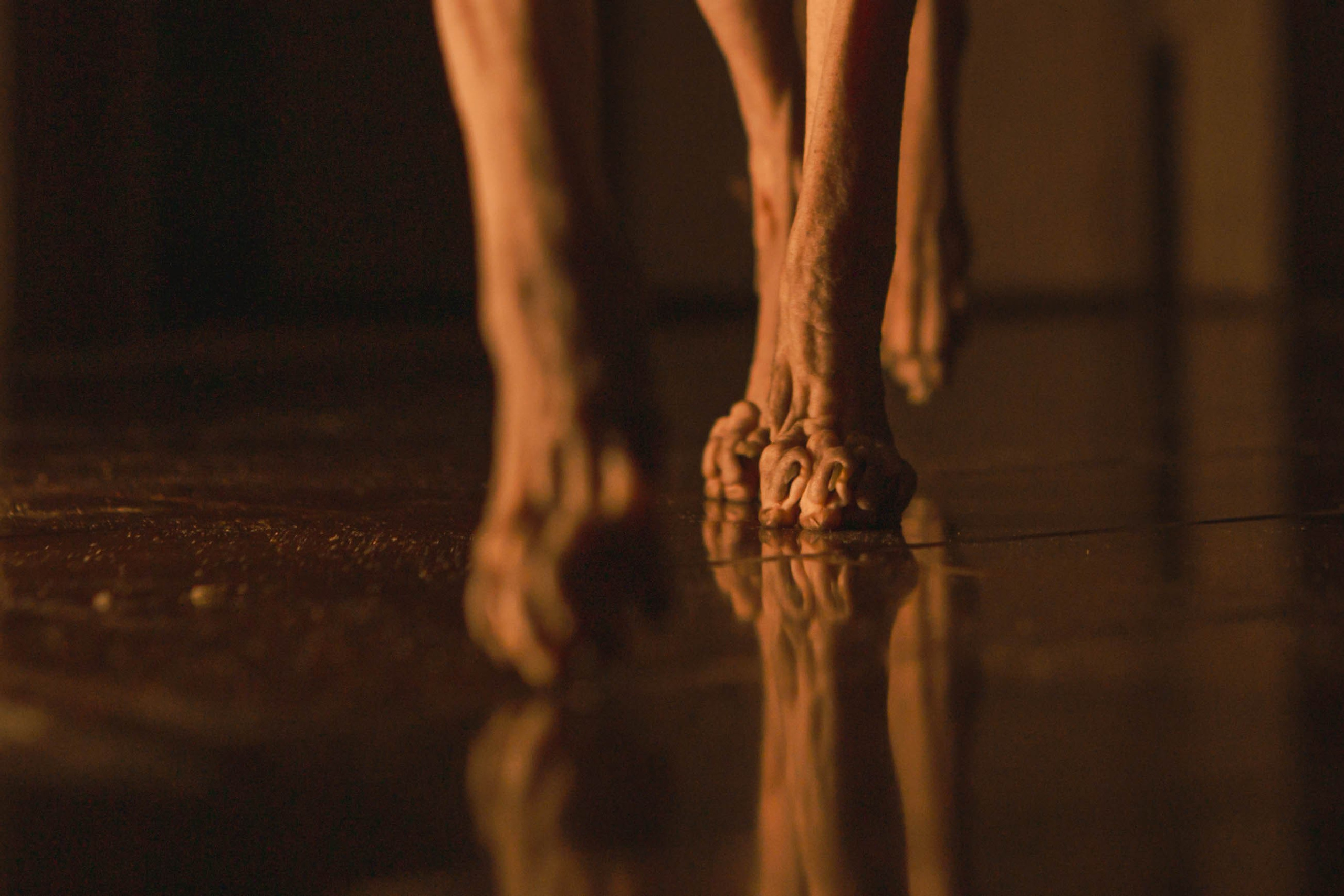 Бандит. Фотограф-анималист Ксения Воробьева, Москва