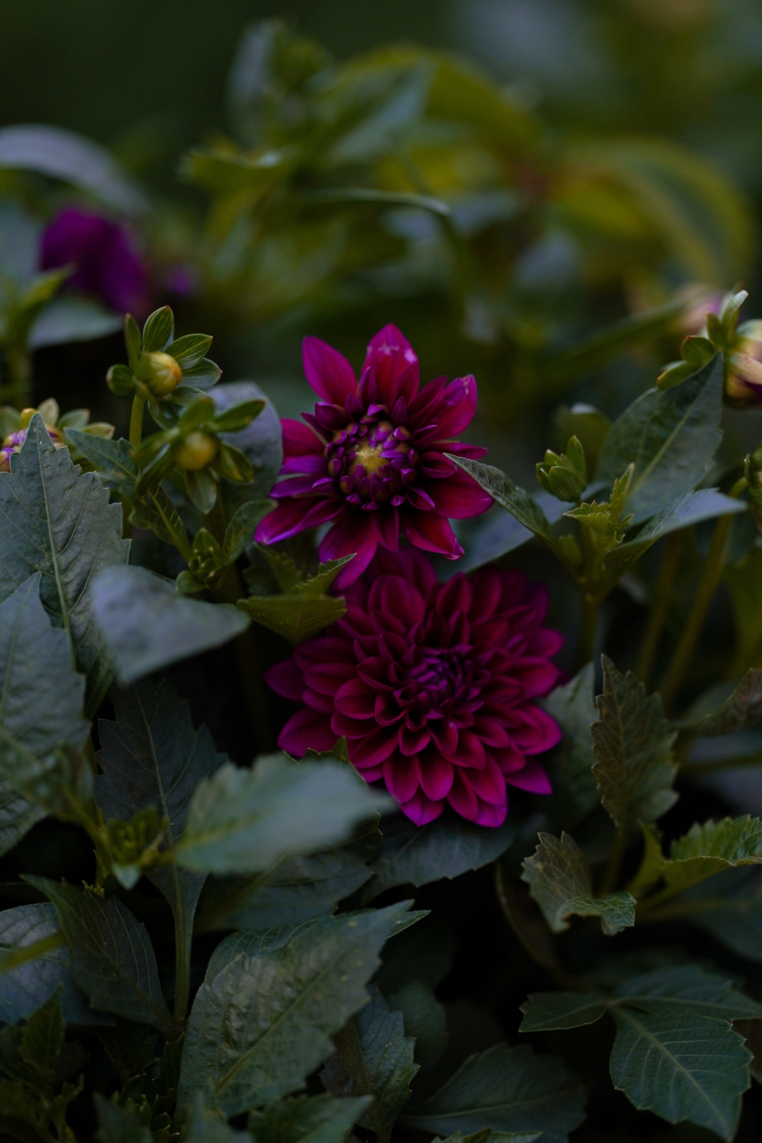 Московское чаепитие. Московские сезоны. Фотограф в Москве Мария ~Zagagul~