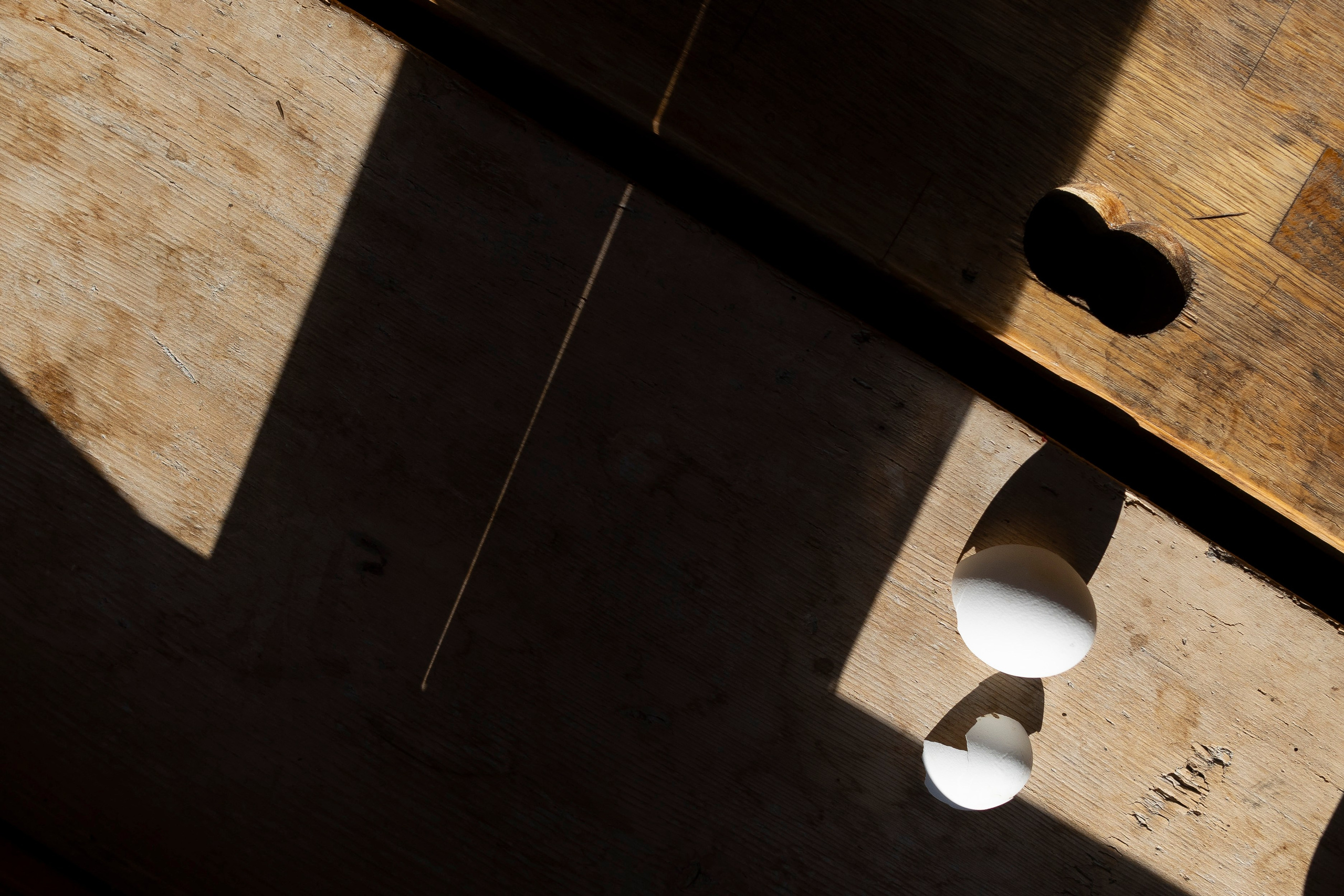 2 цветка. Фотограф Антон Горин