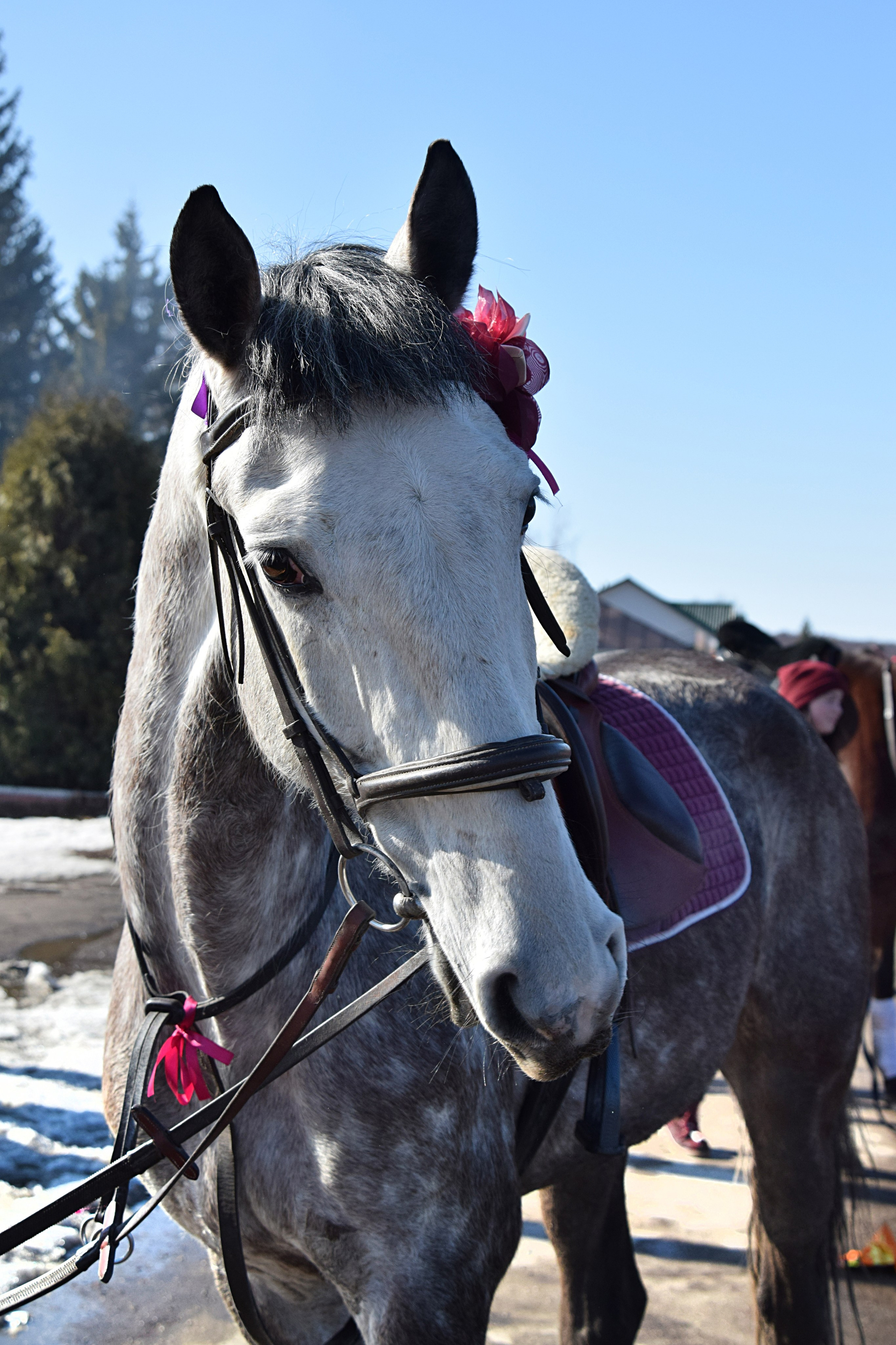 Масленица село Вязовка, 2019–2020 гг. Конный фотограф в Саратове Юлия Иванова
