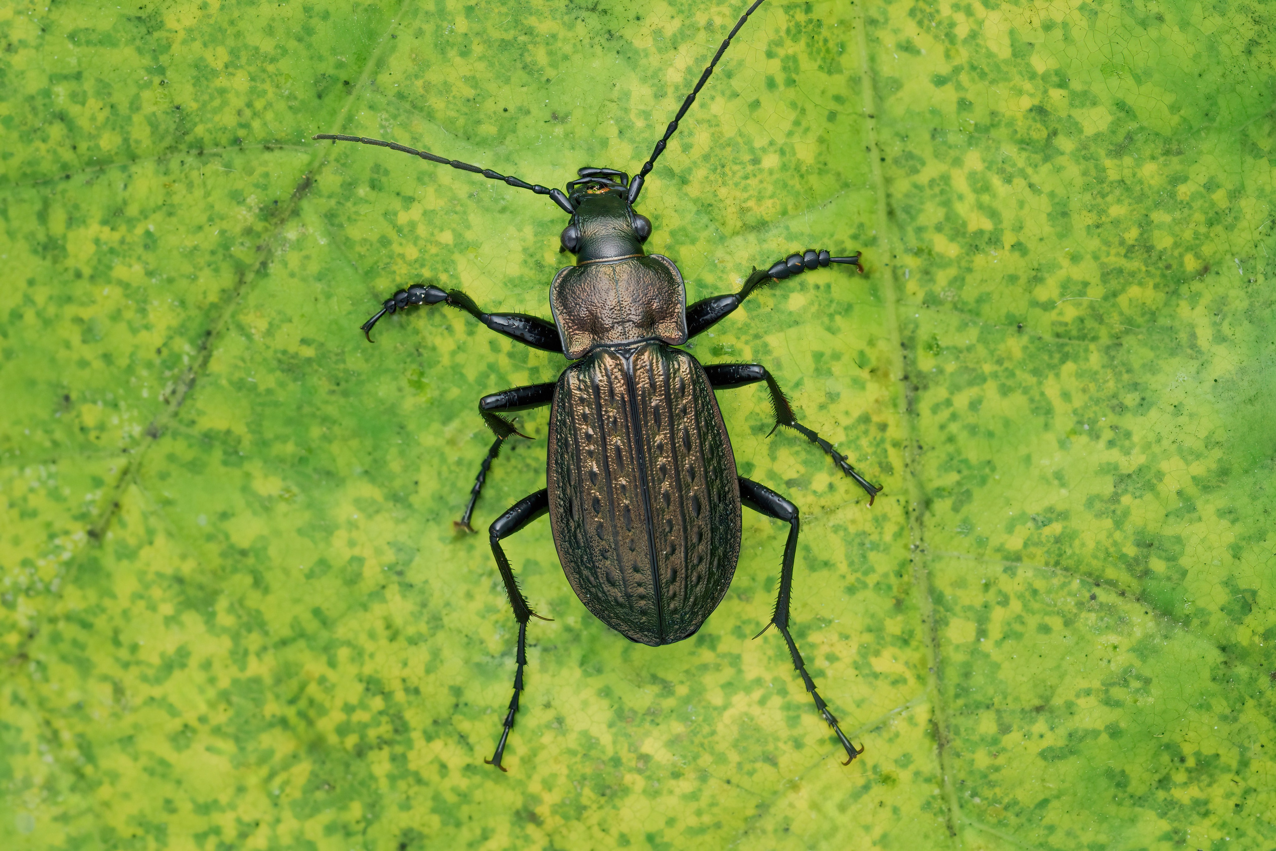 Жужелица зернистая