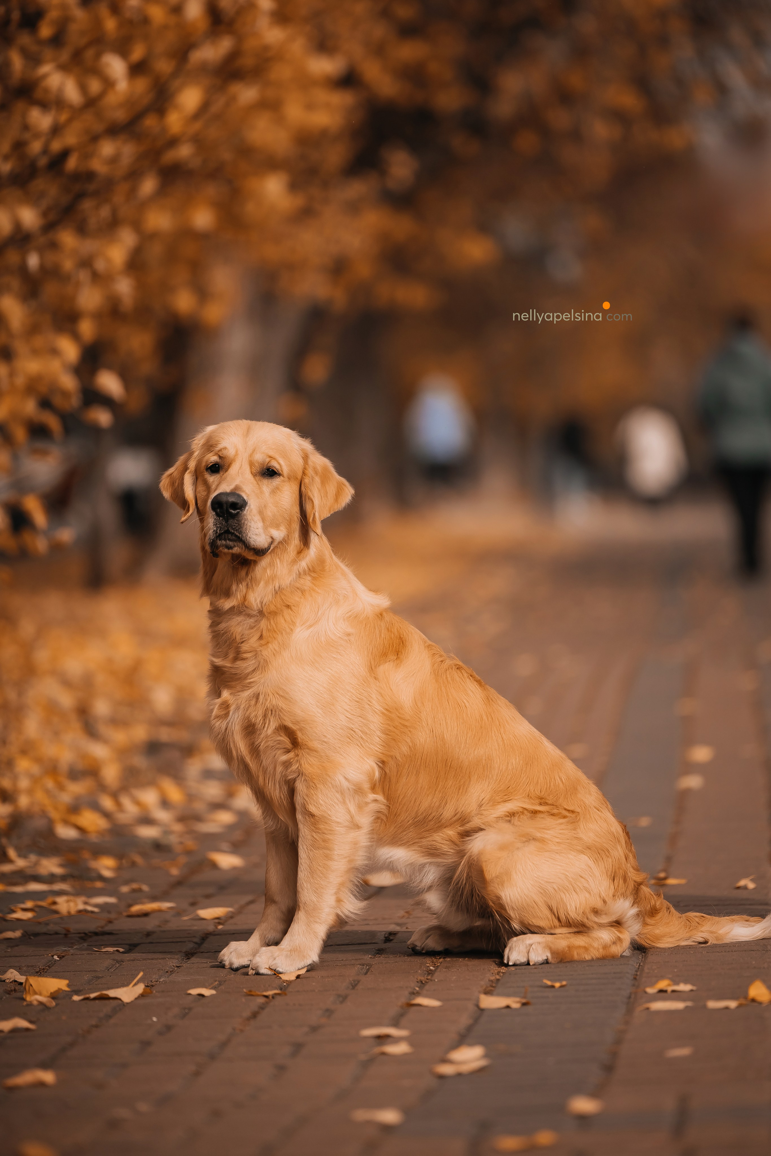 Настя, Дима, Олег и Арчи. Фотограф Нелли Самойлова