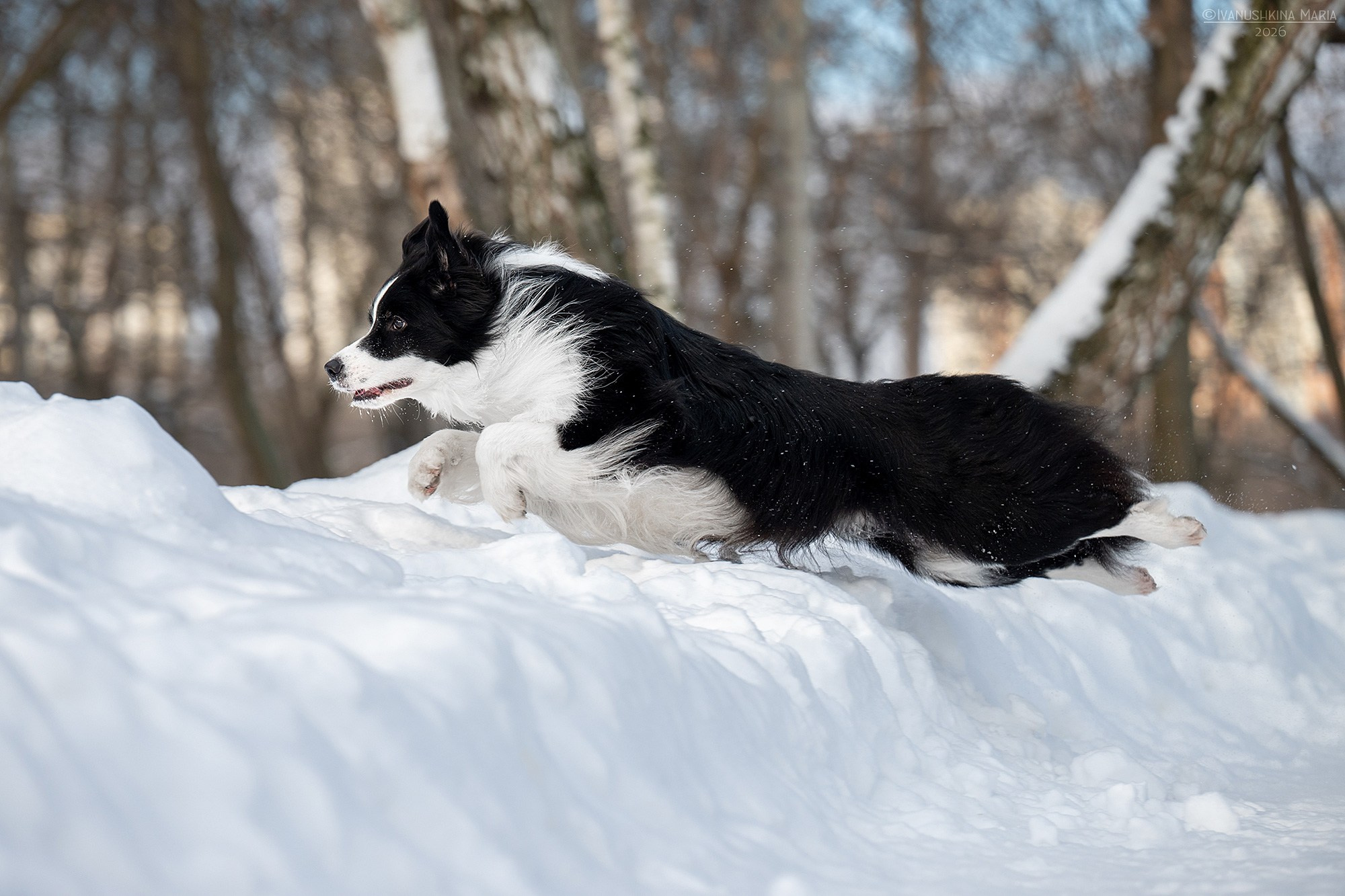 Фотограф-анималист. Фотограф собак в Москве и Московской области Иванушкина Мария