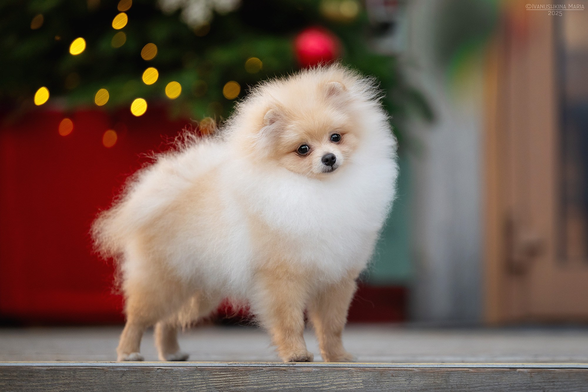 Фотосессия щенков на продажу. Фотограф собак в Москве и Московской области Иванушкина Мария