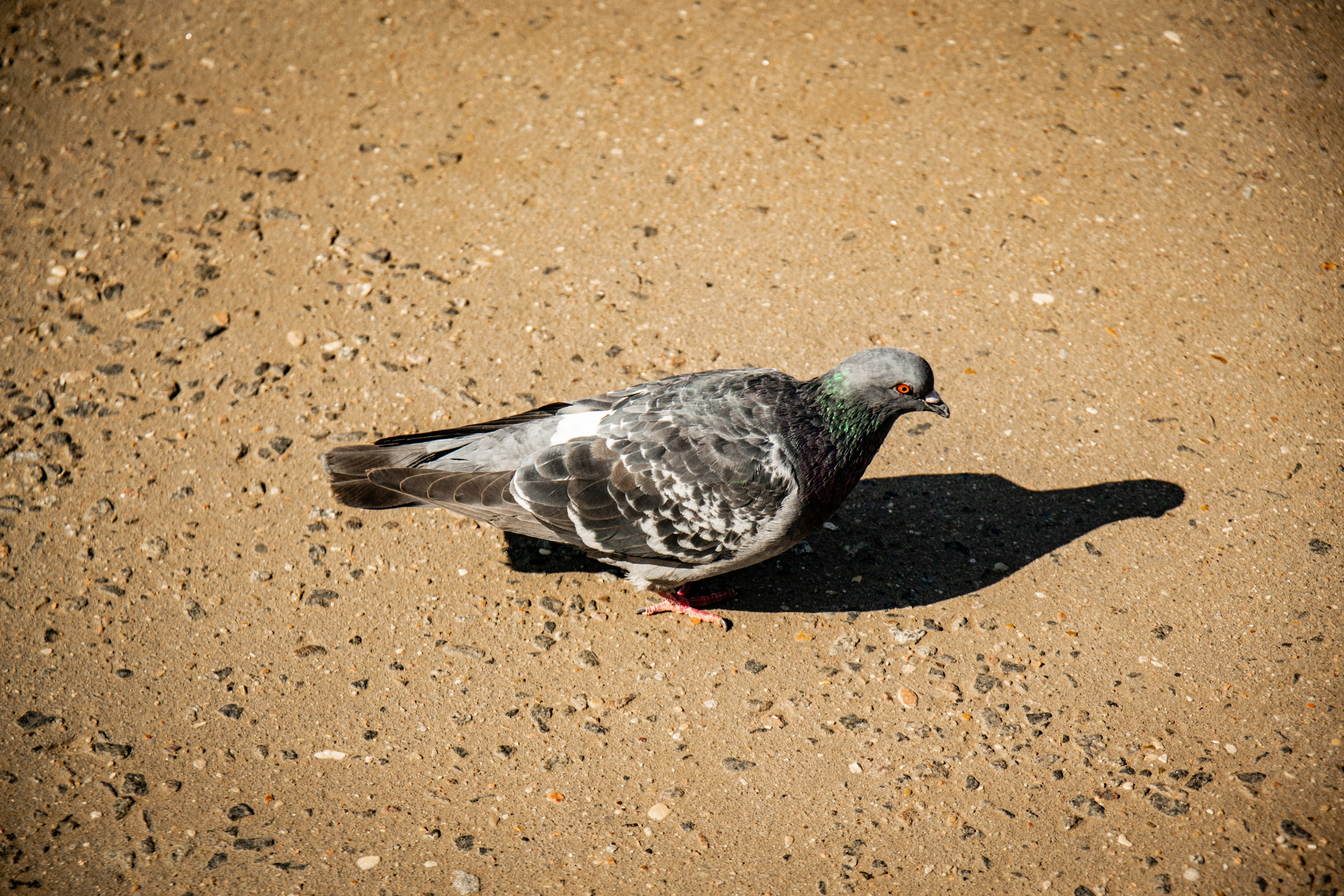 МЕРОПРИЯТИЯ. Фотограф в Москве — Олег Штыканов