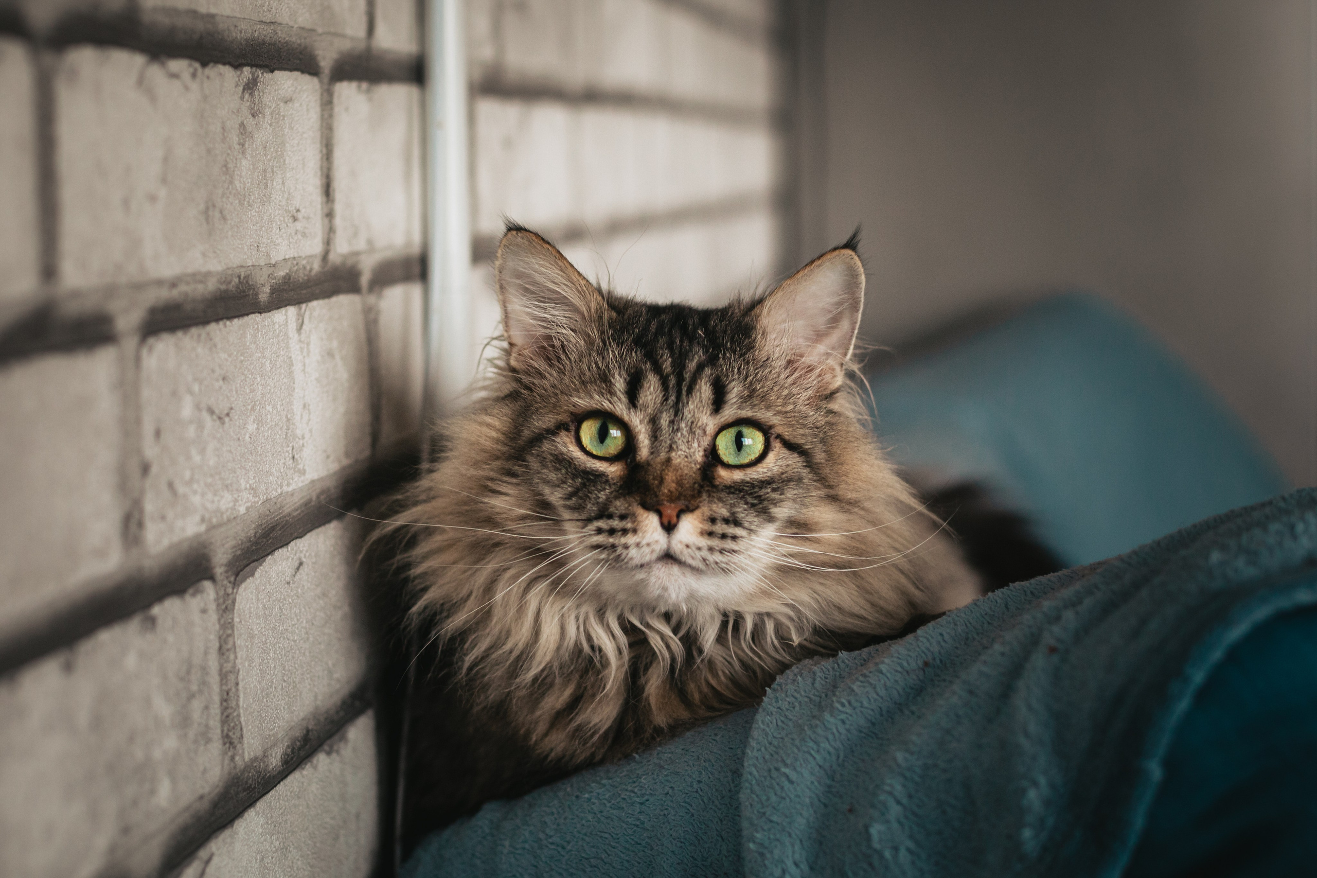 Домашняя фотосессия кота. Фотограф-анималист Татьяна Степанова