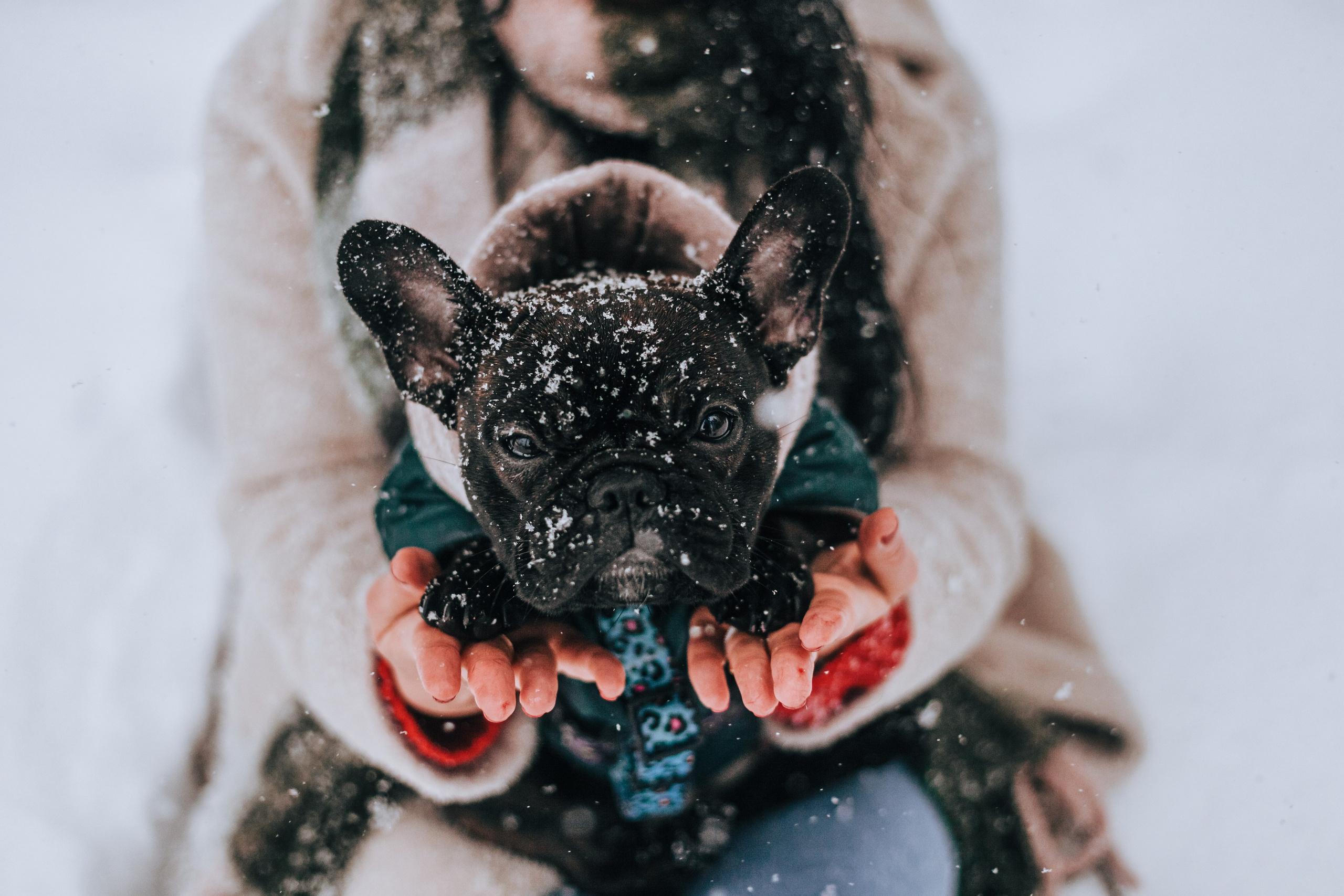 Кантри Хаус. Фотограф-анималист Татьяна Степанова
