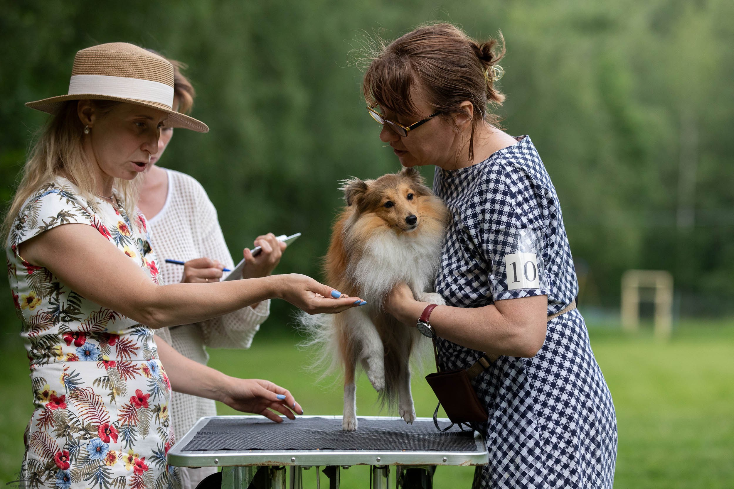 Репортаж с выводки молодняка колли/шелти в Ясенево. Фотограф-анималист в Москве и Московской области Татьяна Фролова