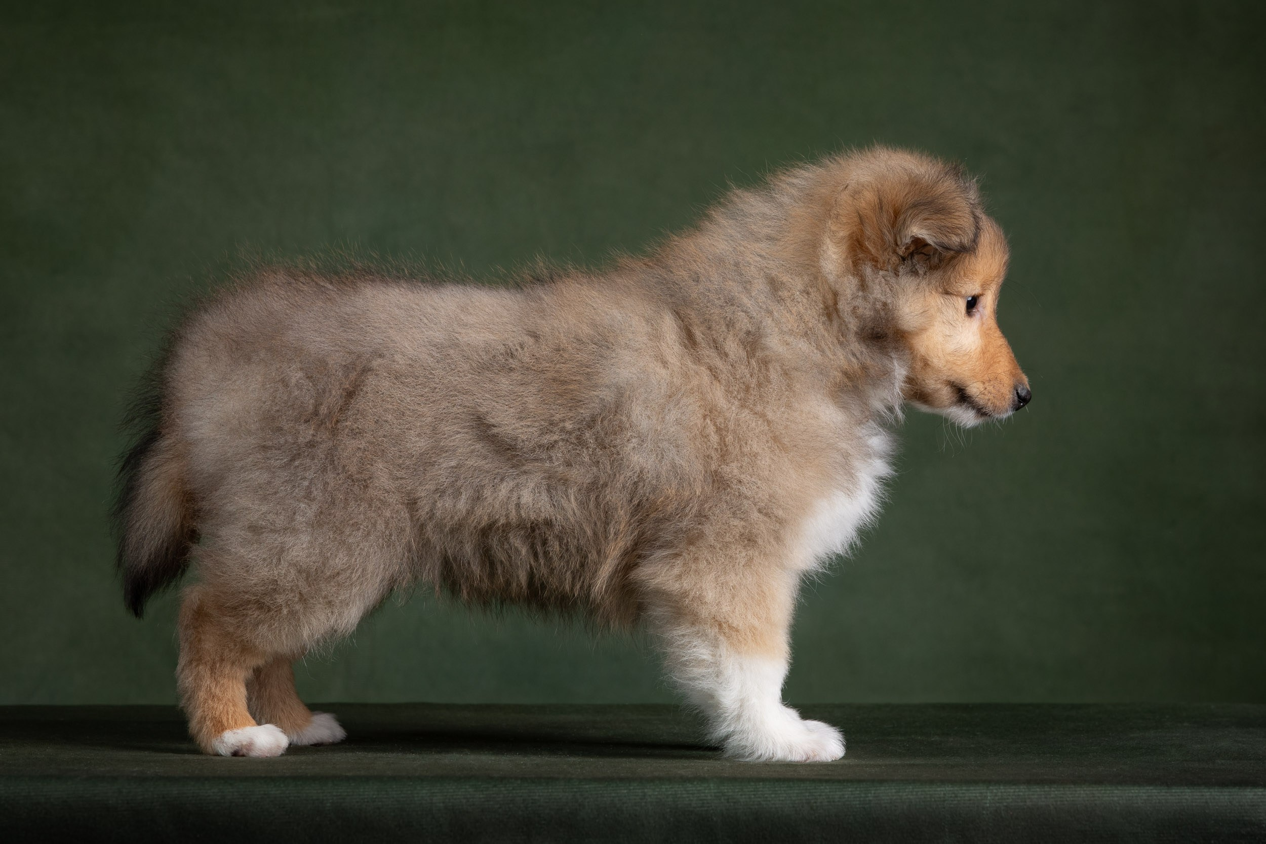 Помет щенков в 2 месяца. Фотограф-анималист в Москве и Московской области Татьяна Фролова