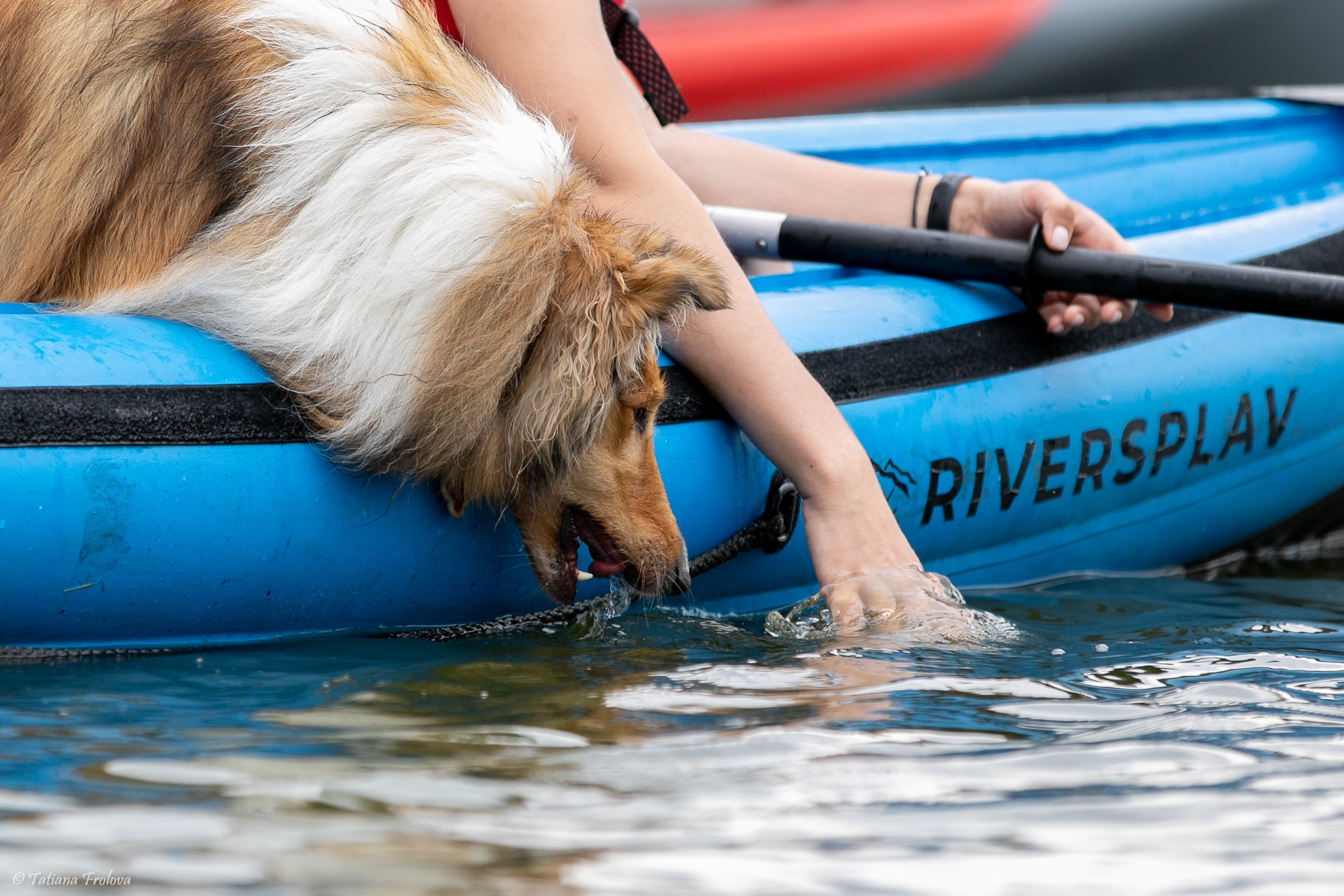 Фотоочет о сплаве на байдарках вместе с собаками. Фотограф-анималист в Москве и Московской области Татьяна Фролова